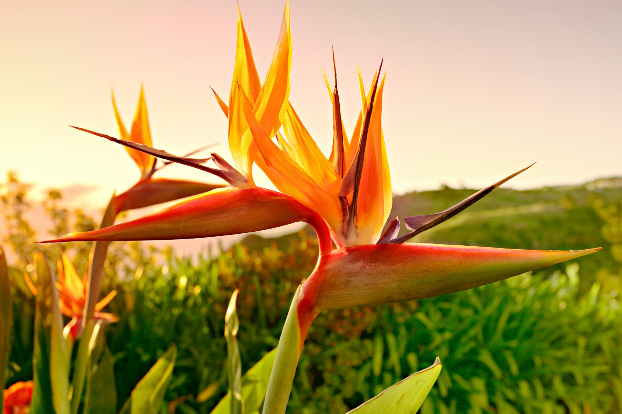 Strelitzie auf Madeira