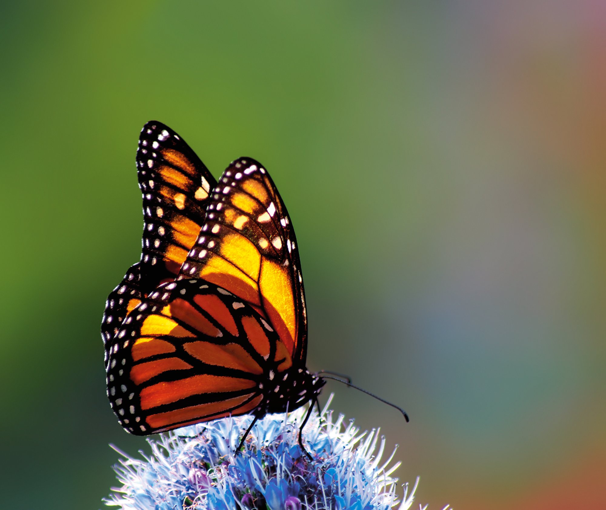 Ein bunter Schmetterling sitzt auf einer Blume