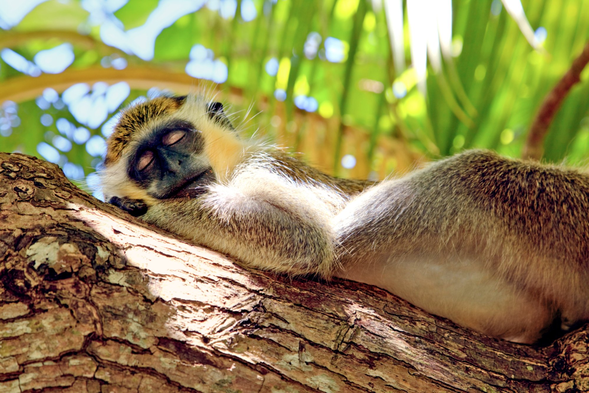 Green monkey sleeping on tree