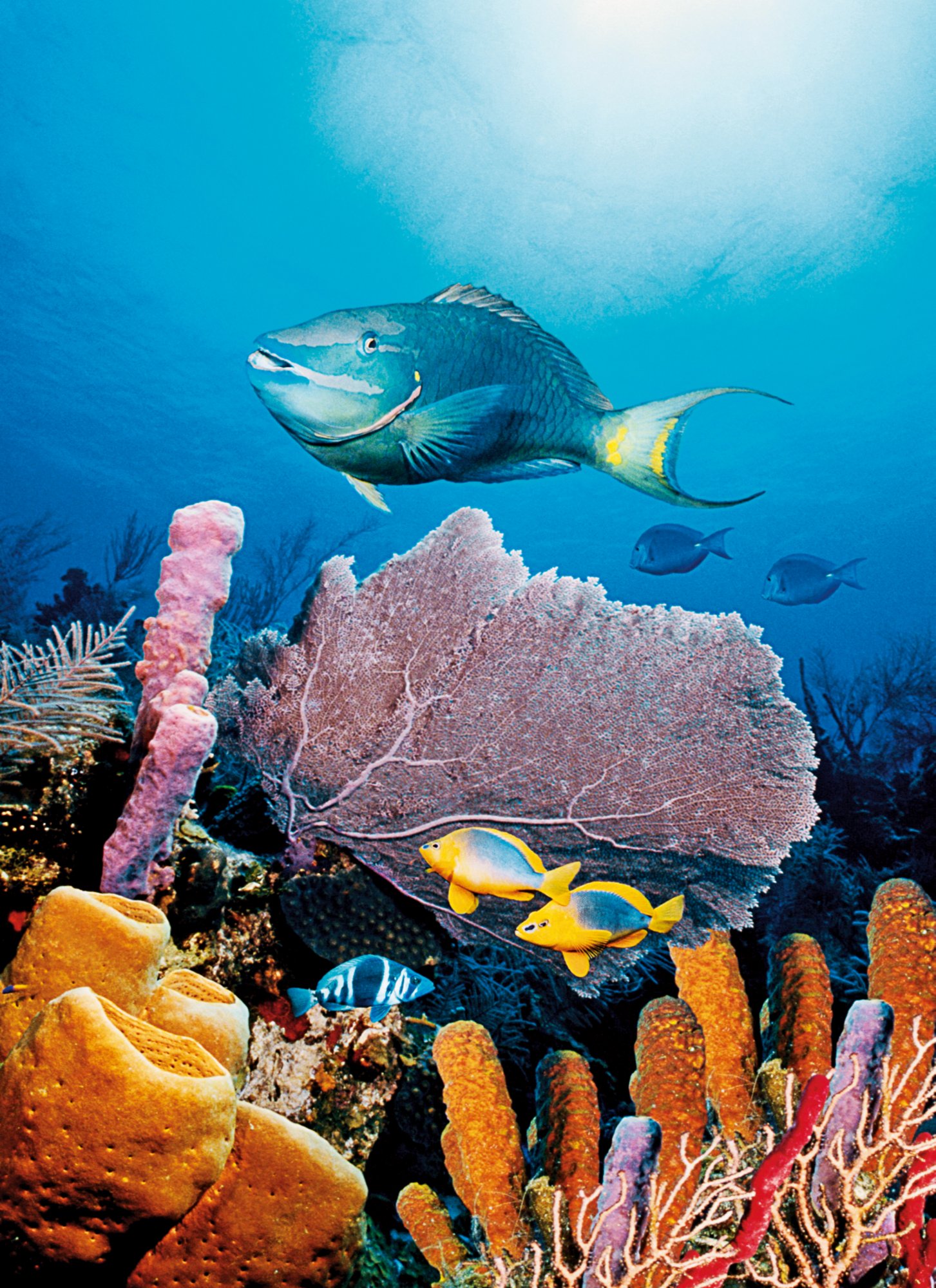 Schnorcheln und staunen