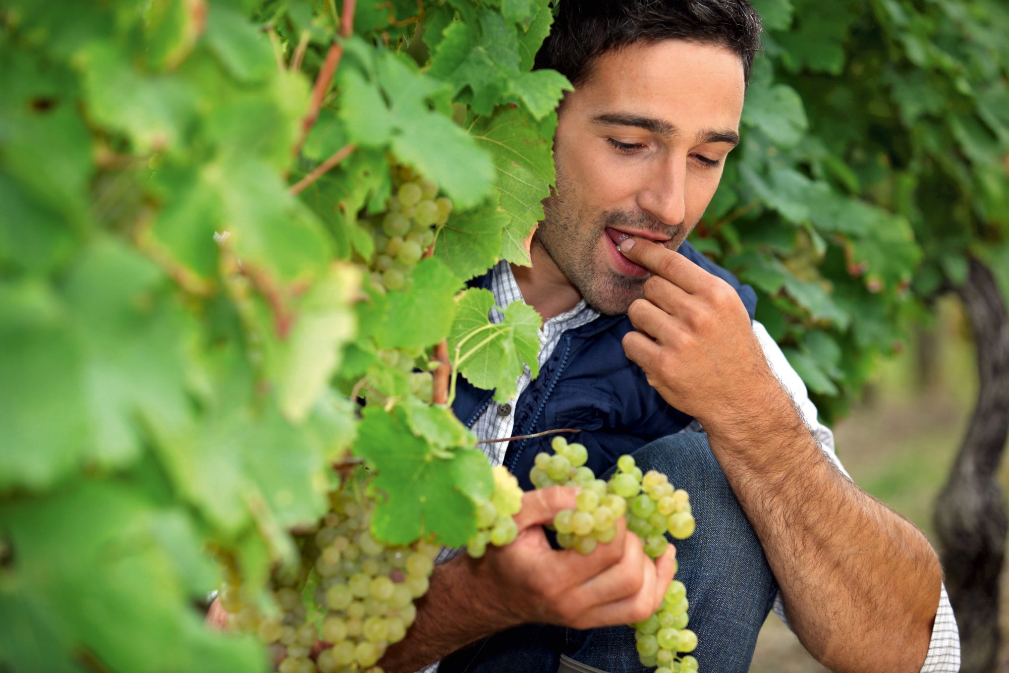 CYJR4W Man eating grapes in vineyard