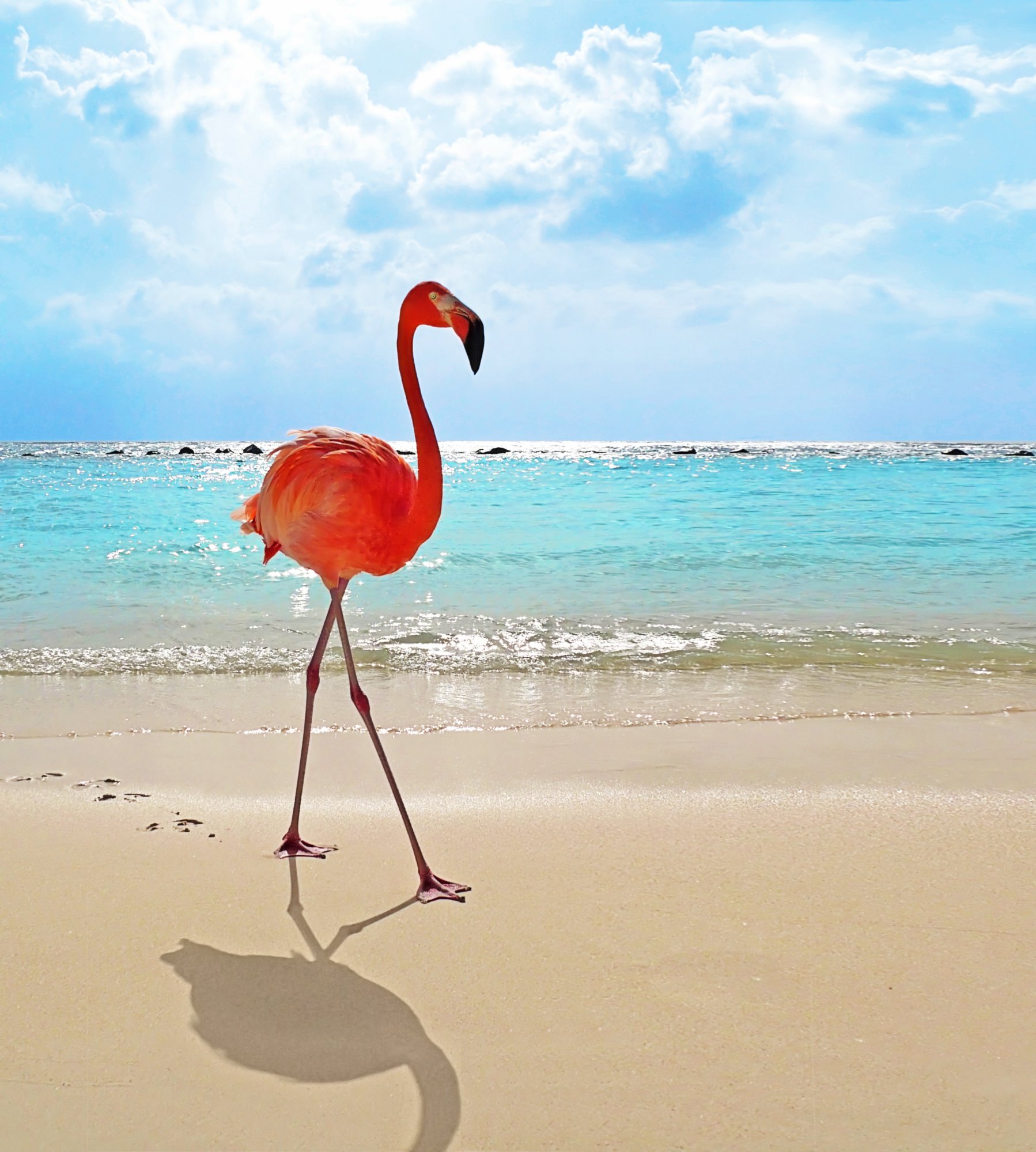 Flamingo am Strand