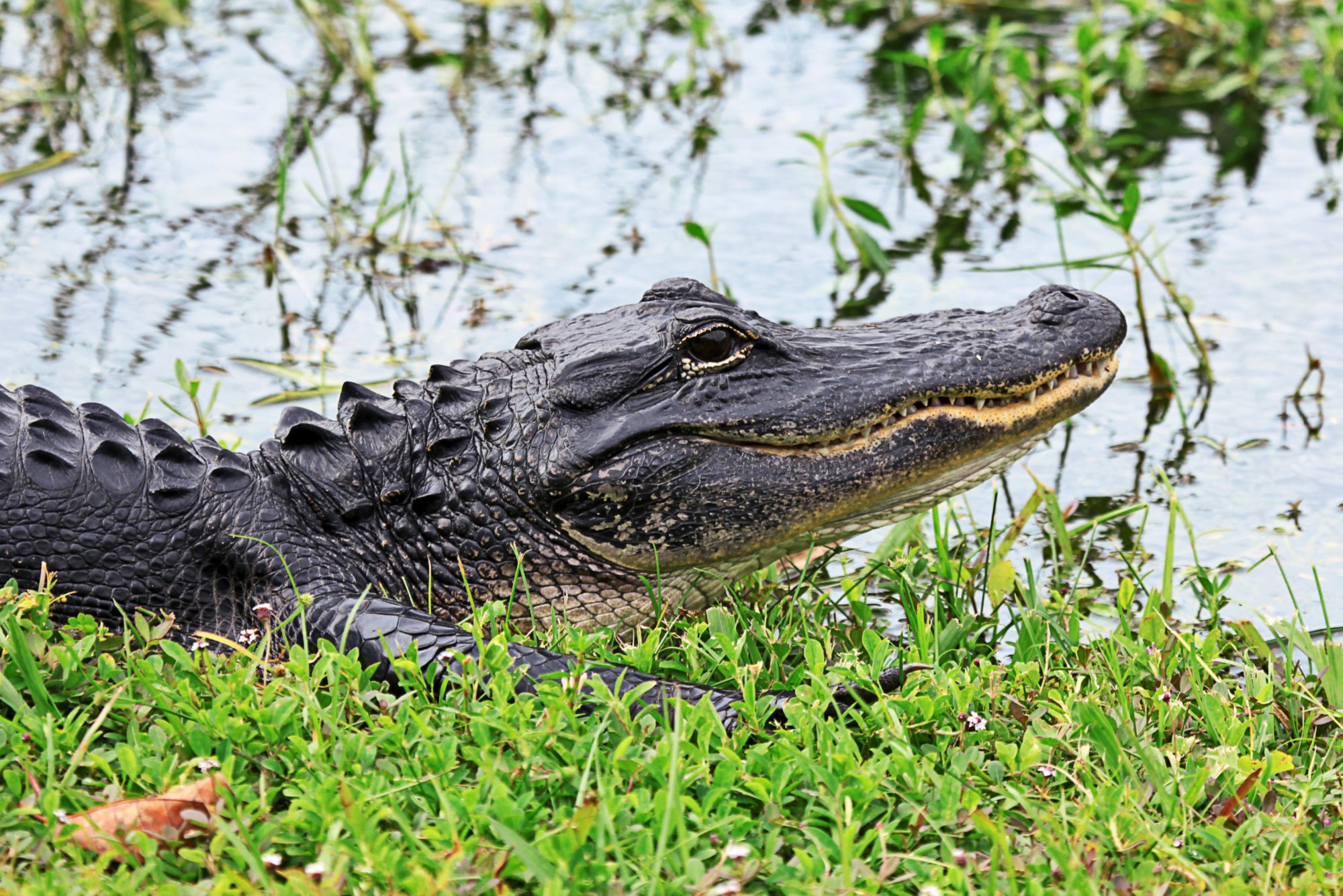 Ausflug zu den Everglades