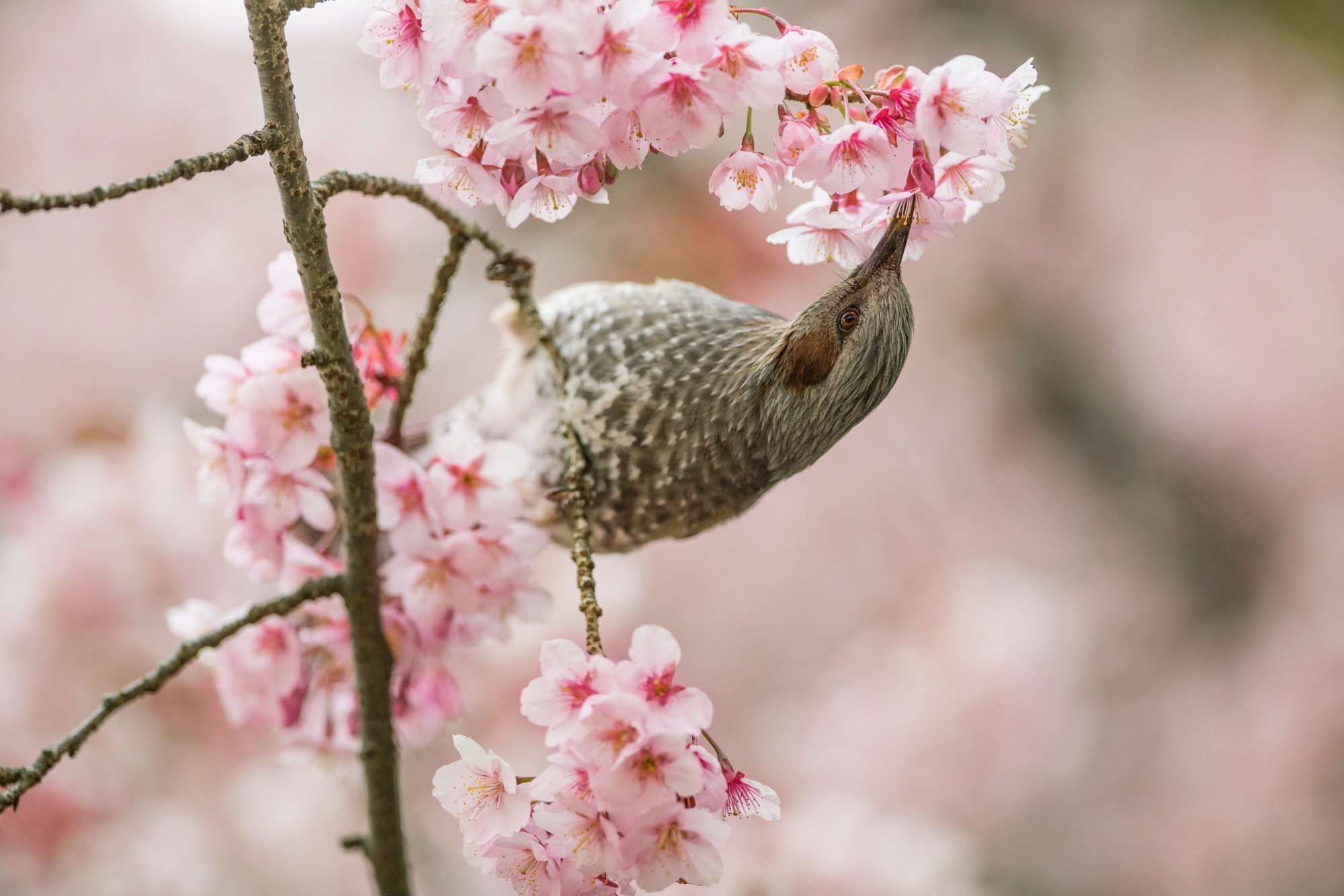 Auszeit in den Gärten Japans