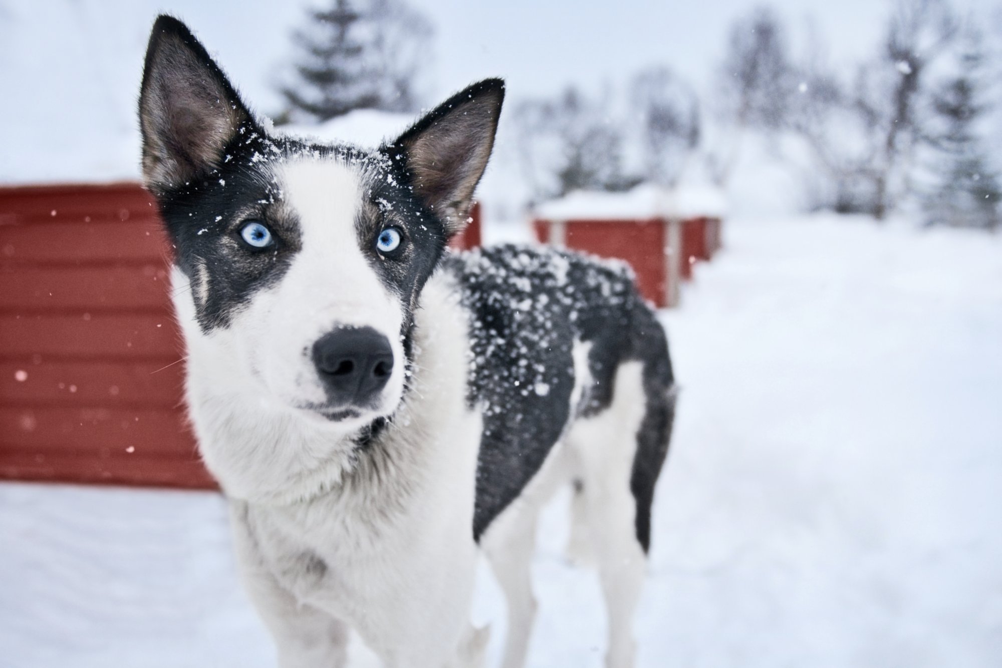 Winterzauber