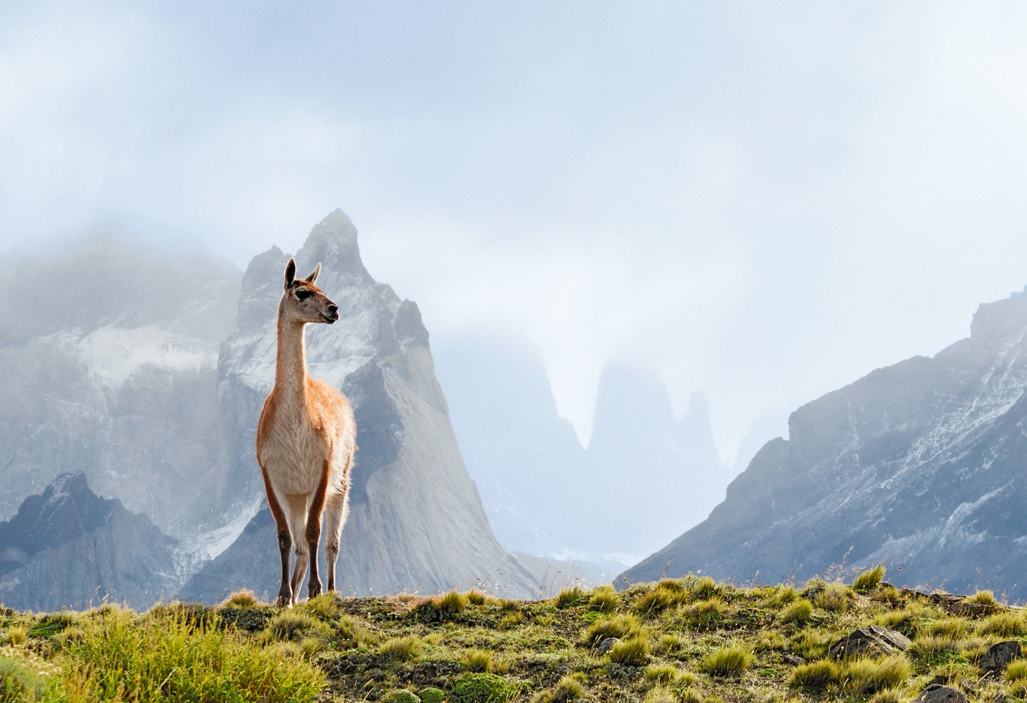 Lama vor einer Bergkulisse in Peru