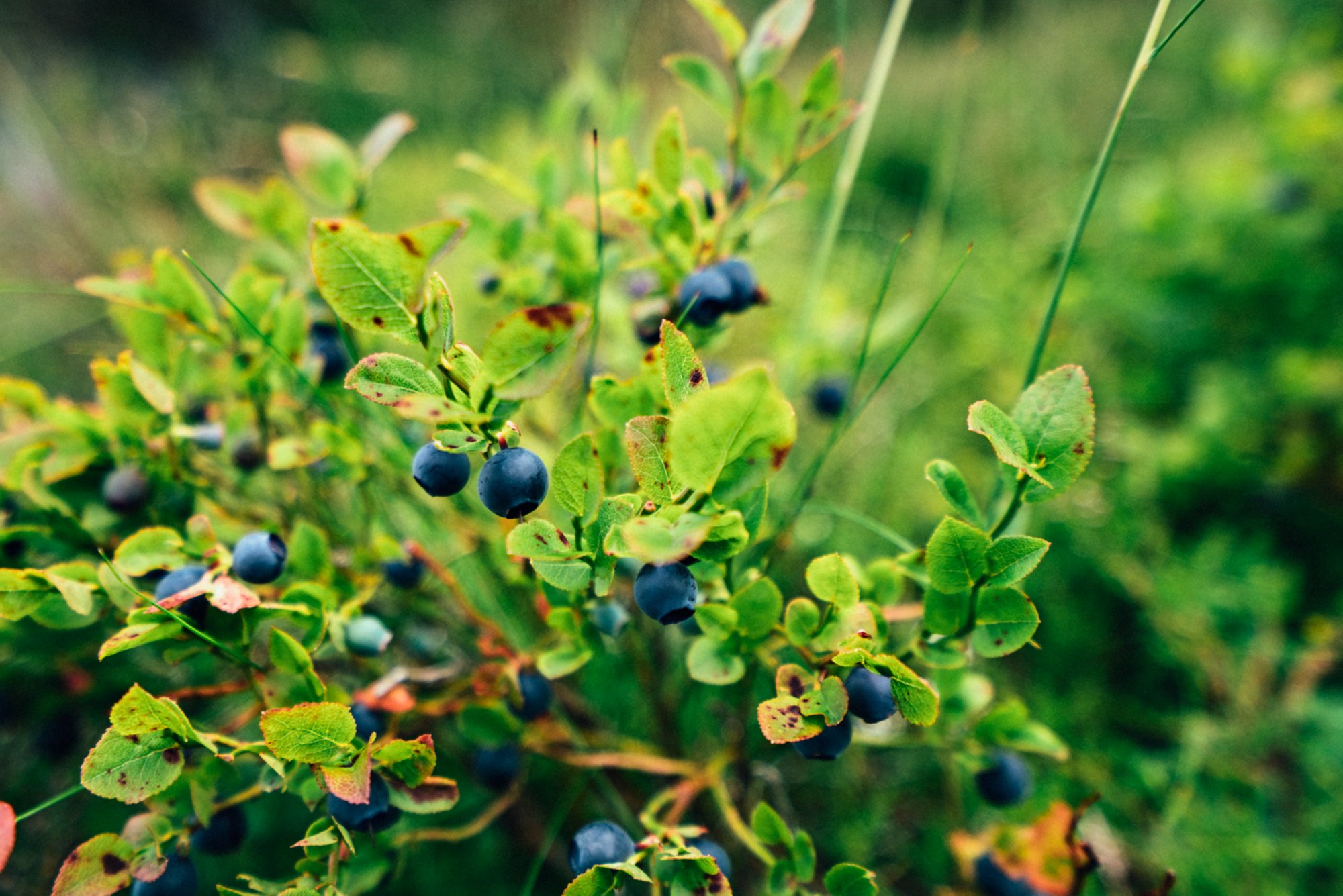Heidelbeeren in Nordeuropa