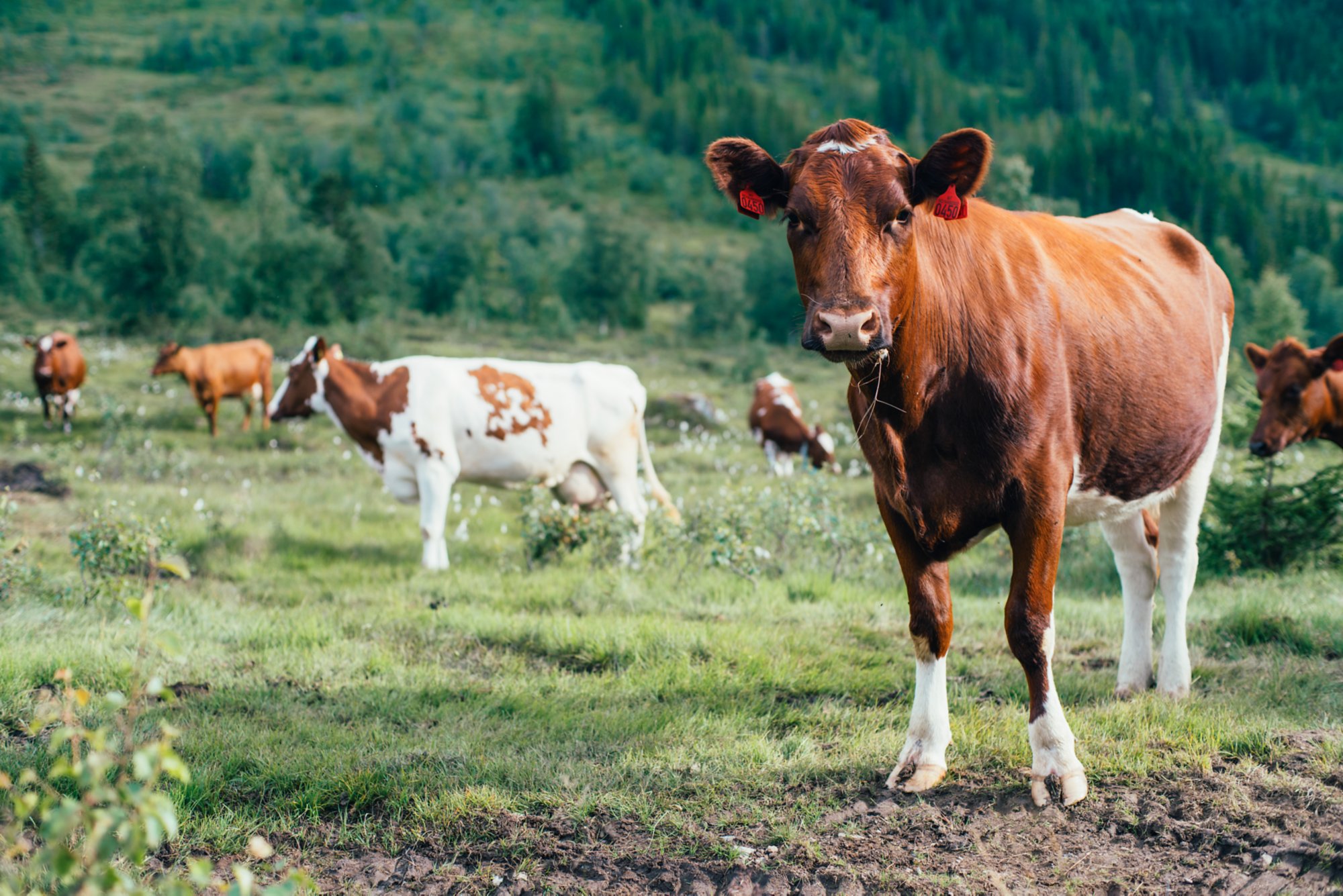 Pumuckl und das große Missverständinis