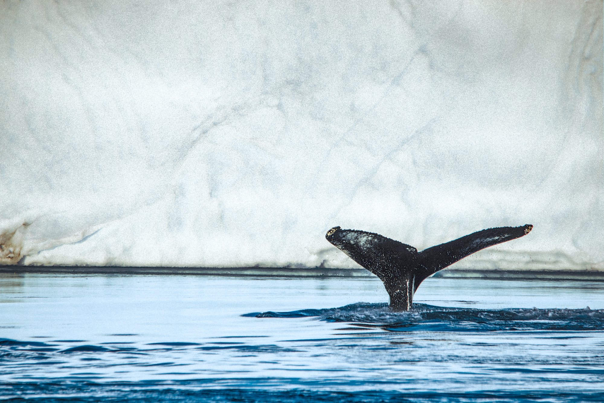 Tierwelt am Polarmeer