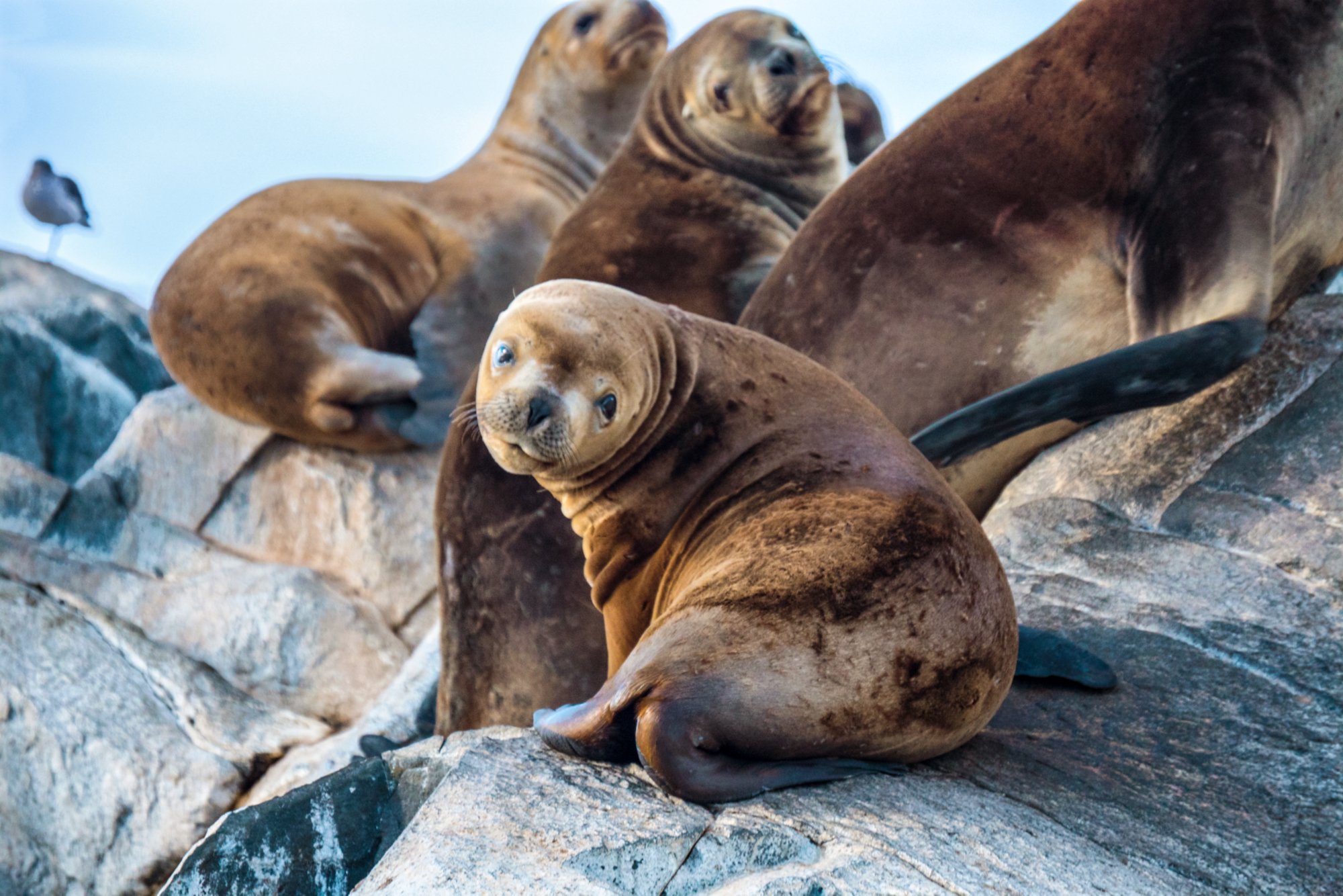 Shot in the Beagle channel near Ushuaia in Patagonian Argentina and Tierra de Fuego.