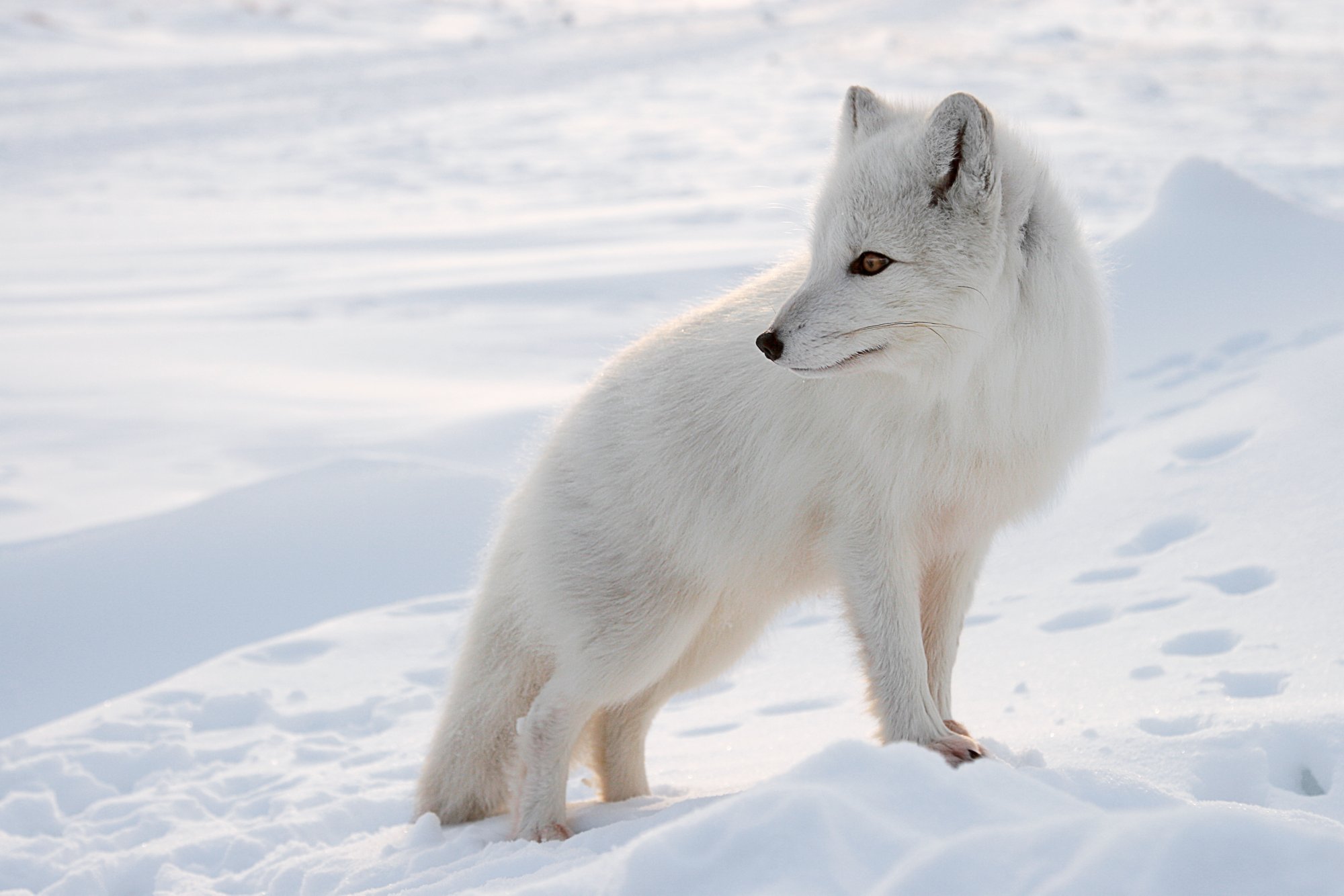 Die Natur hält beeindruckende Entdeckungen bereit – wie die heimischen Polarfuchs