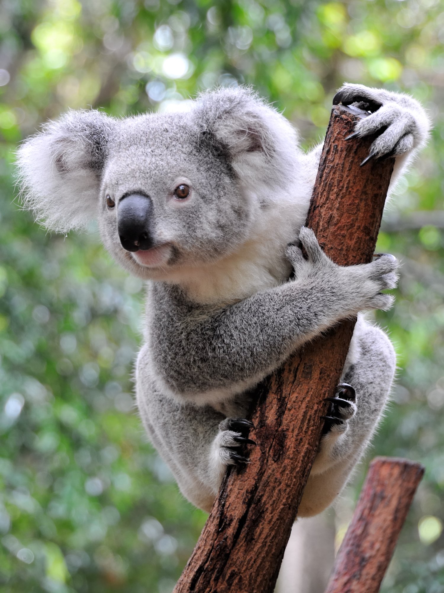 Ausflugsziele von Brisbane