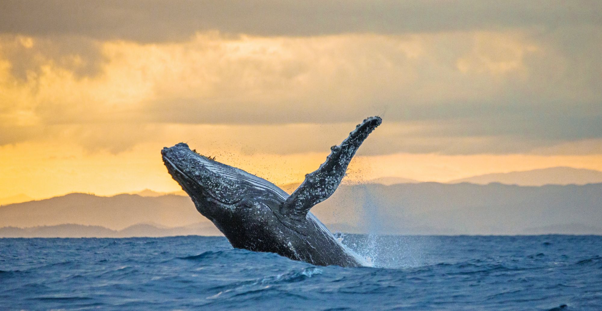 Jumping humpback whale at sunset. Madagascar.