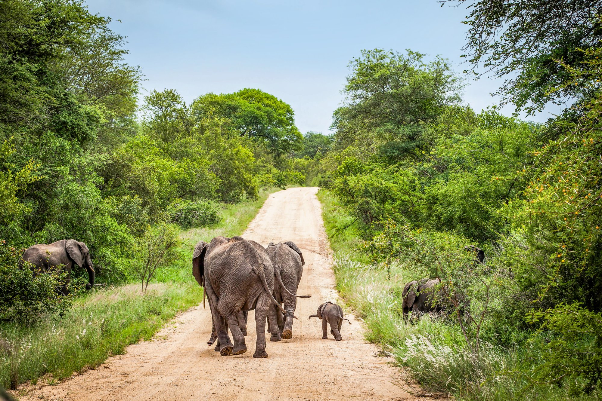 Elephant Herd, Kruger National Park, South Africa