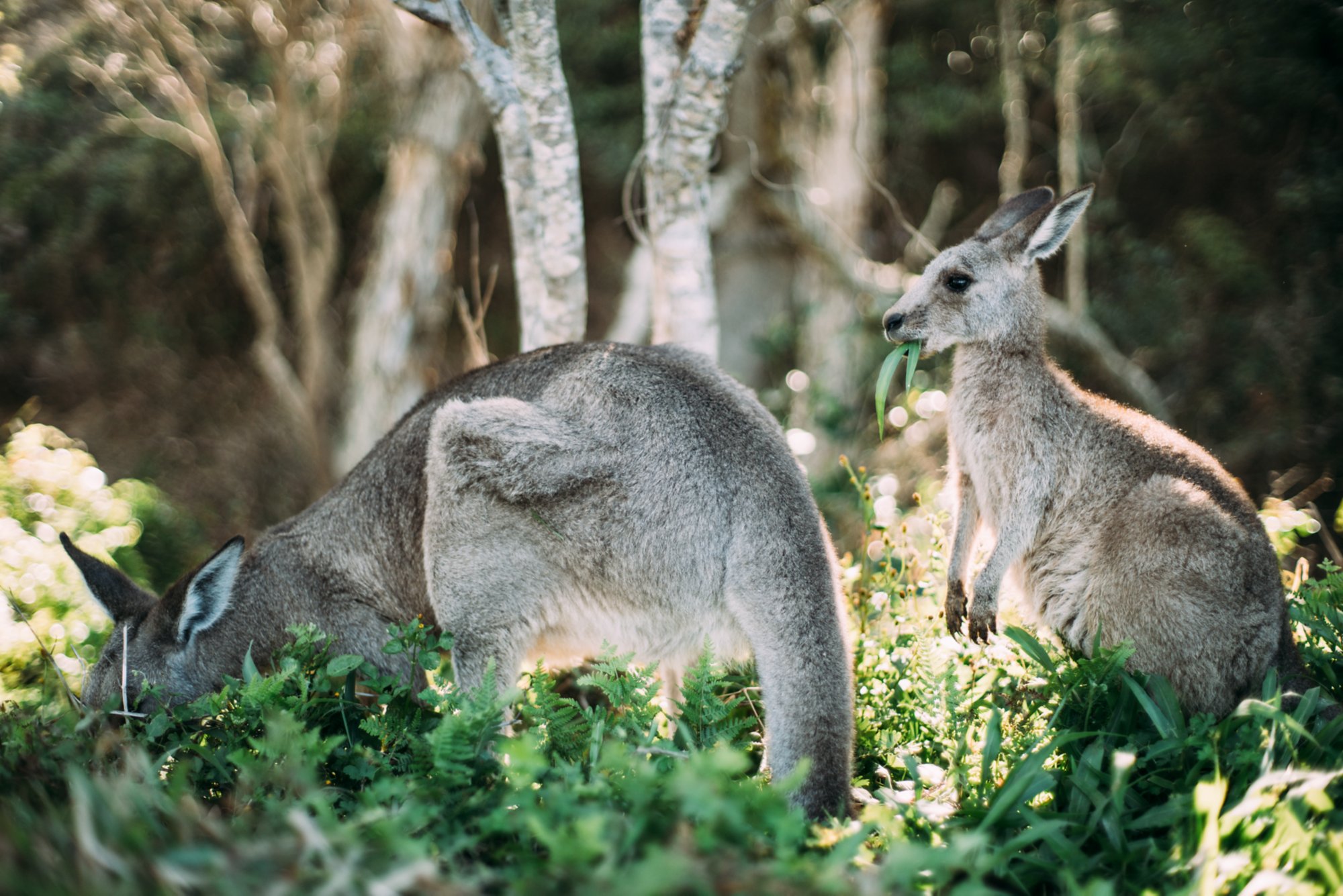 Hautnah im Billabong Sanctuary