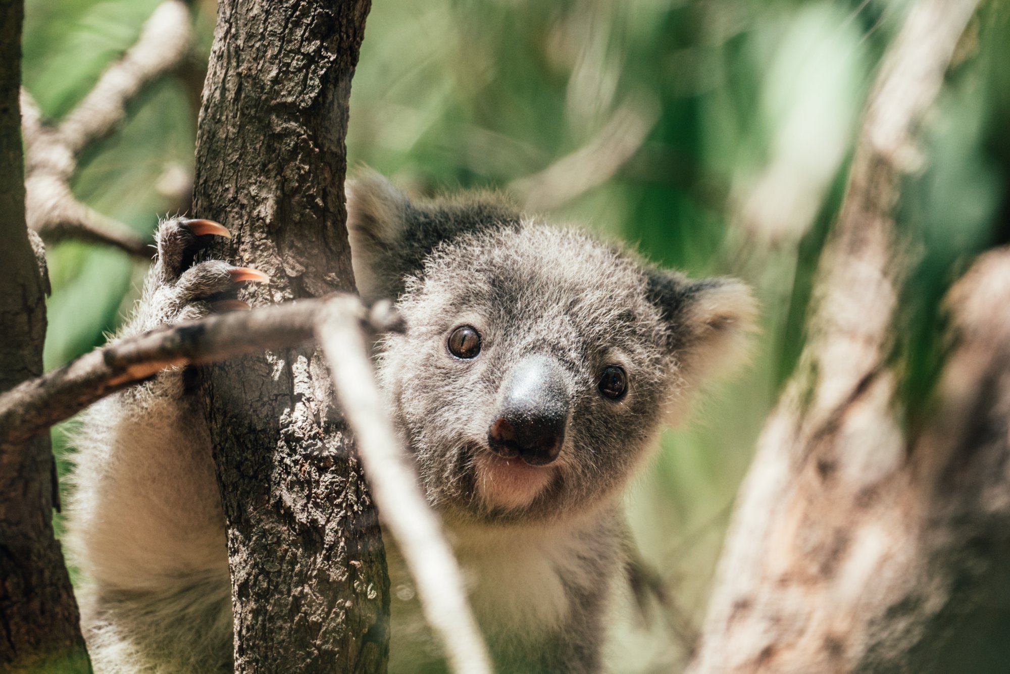 Koala