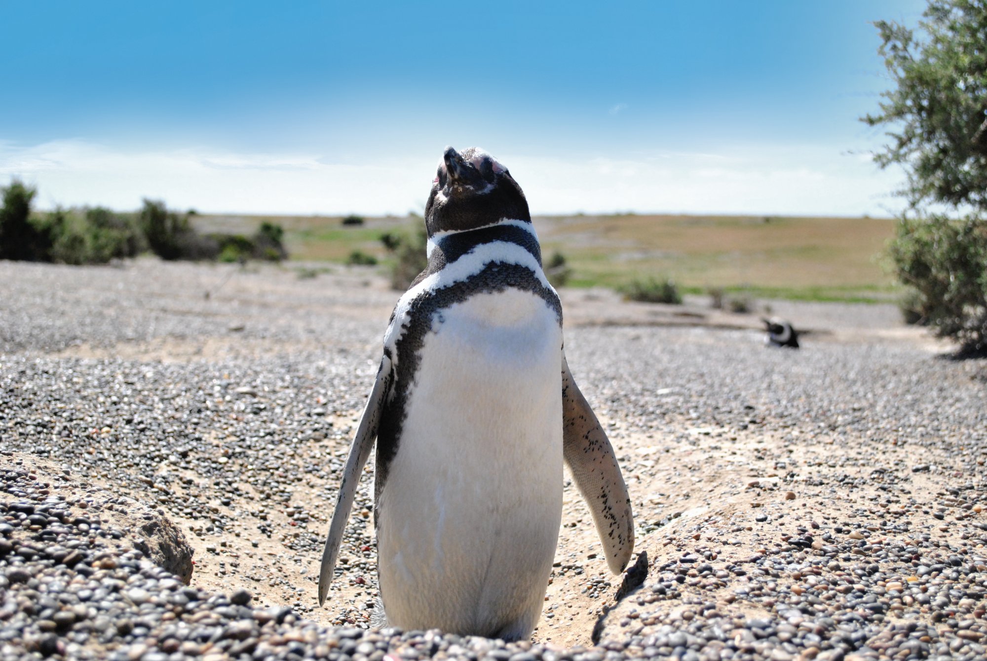 Pinguino