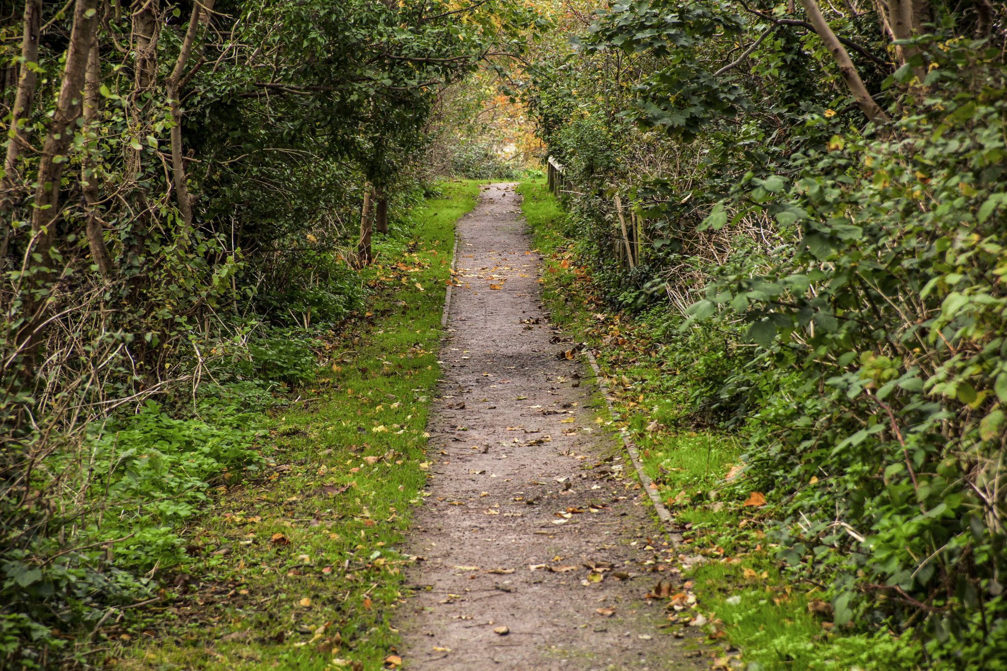 road in the park, Hythe, England