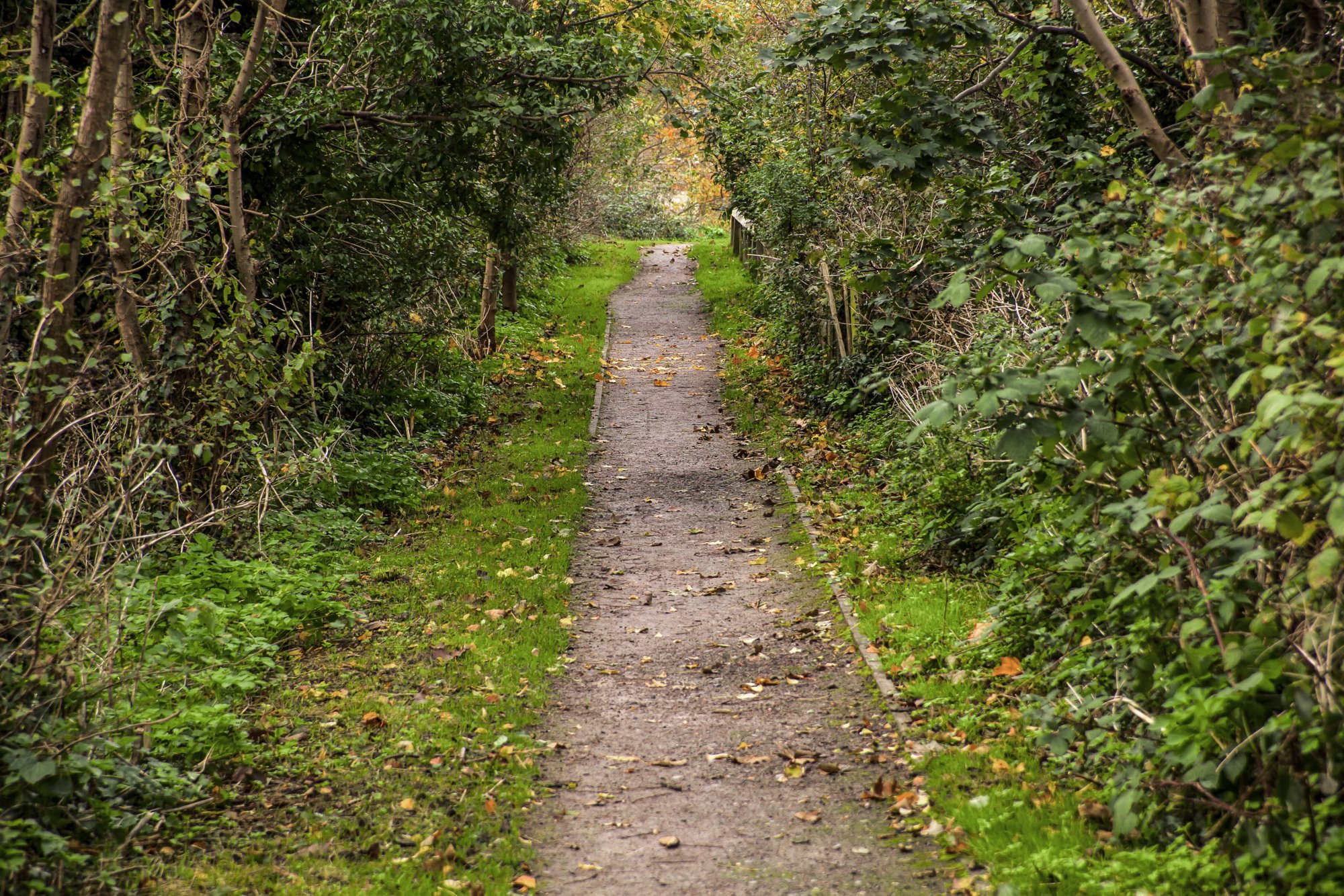 road in the park, Hythe, England