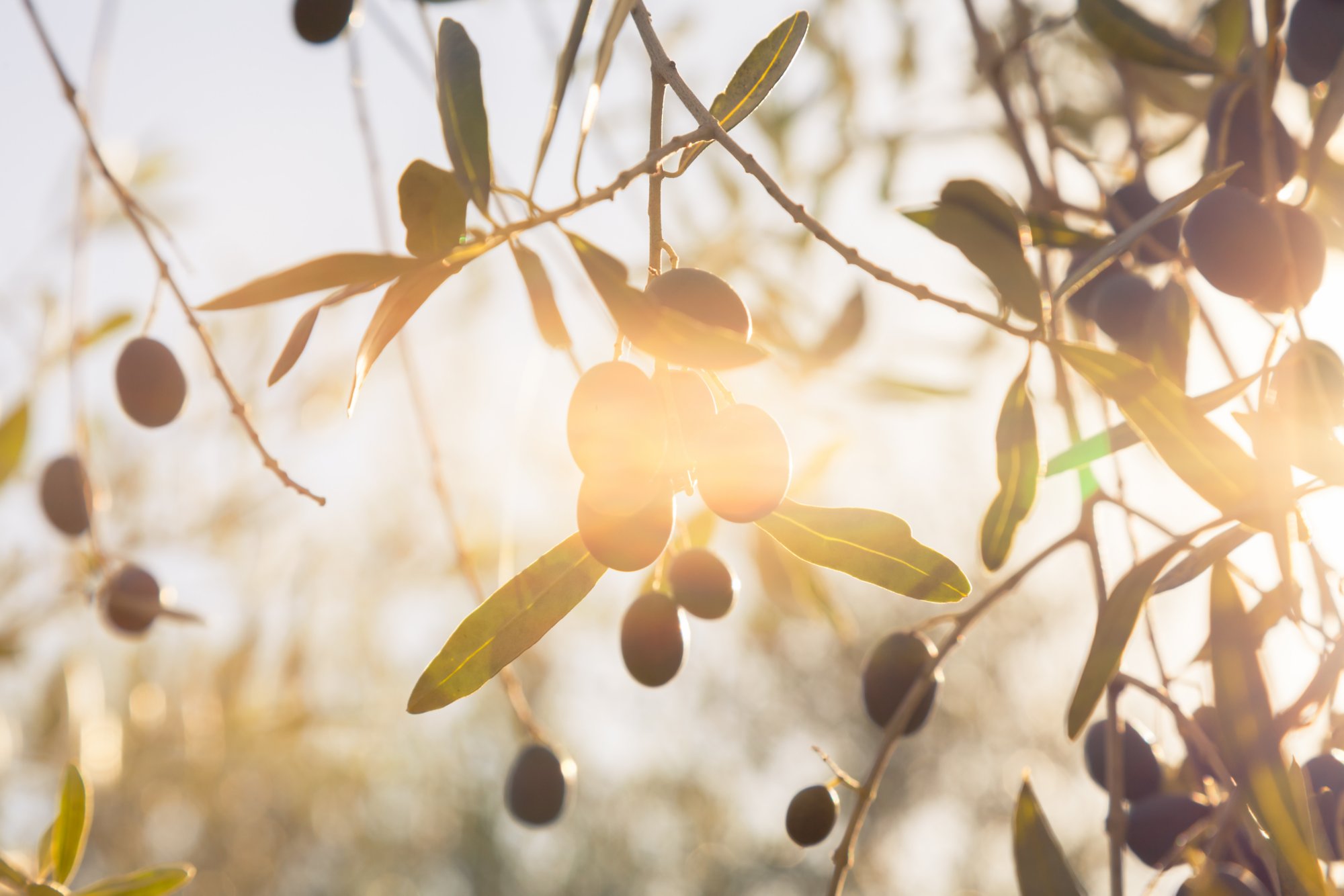 A branch of olive tree in an olive grove during the olive picking - Autumn in Tuscany