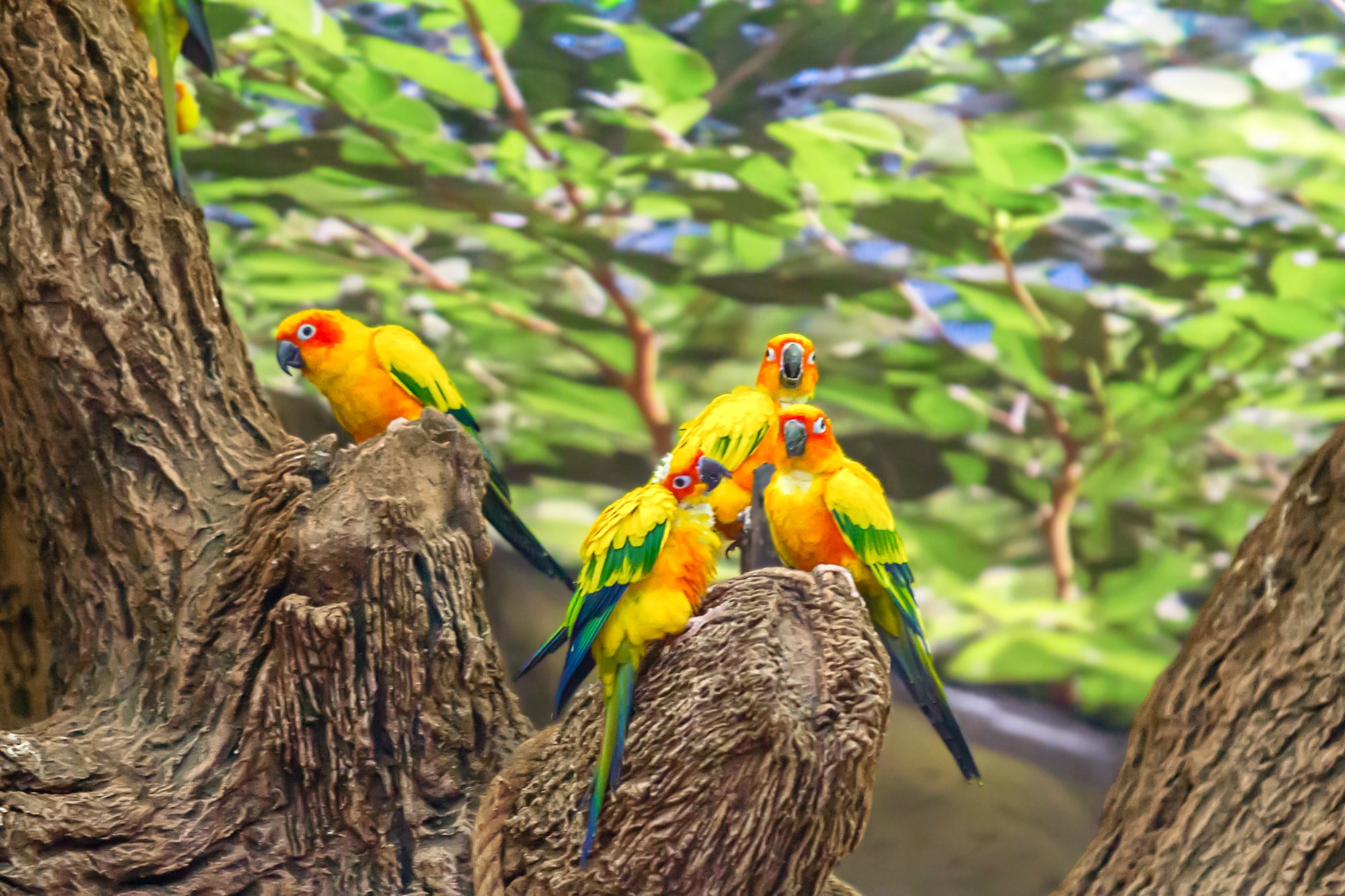 Rainbow lorikeet in the Loro Parque, Tenerife