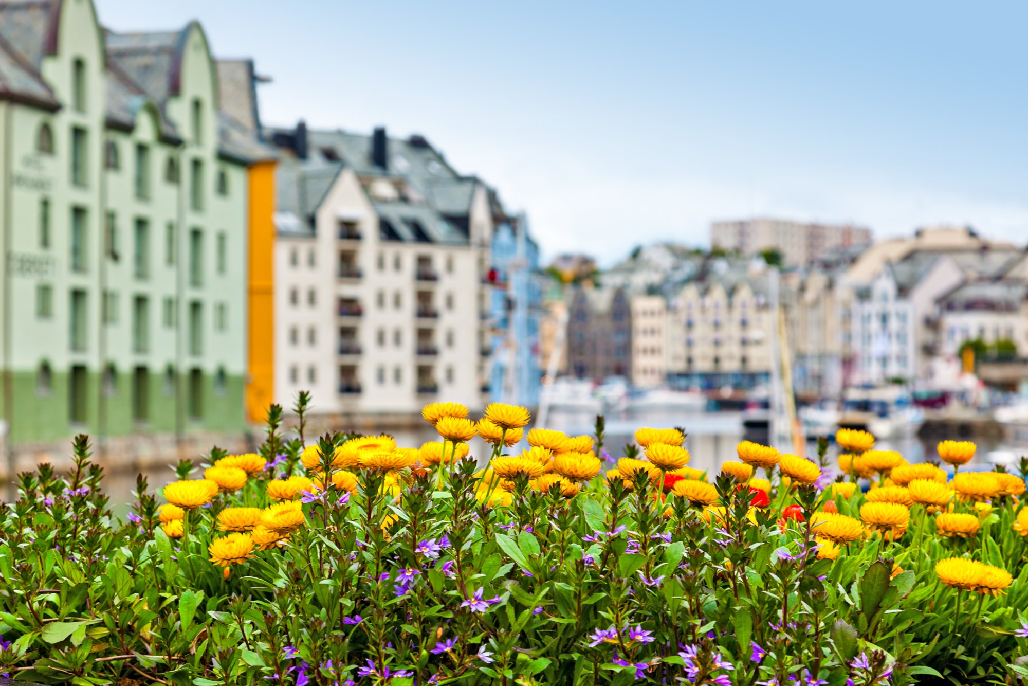 Häuserreihe hinter bunten Blumen in Alesund