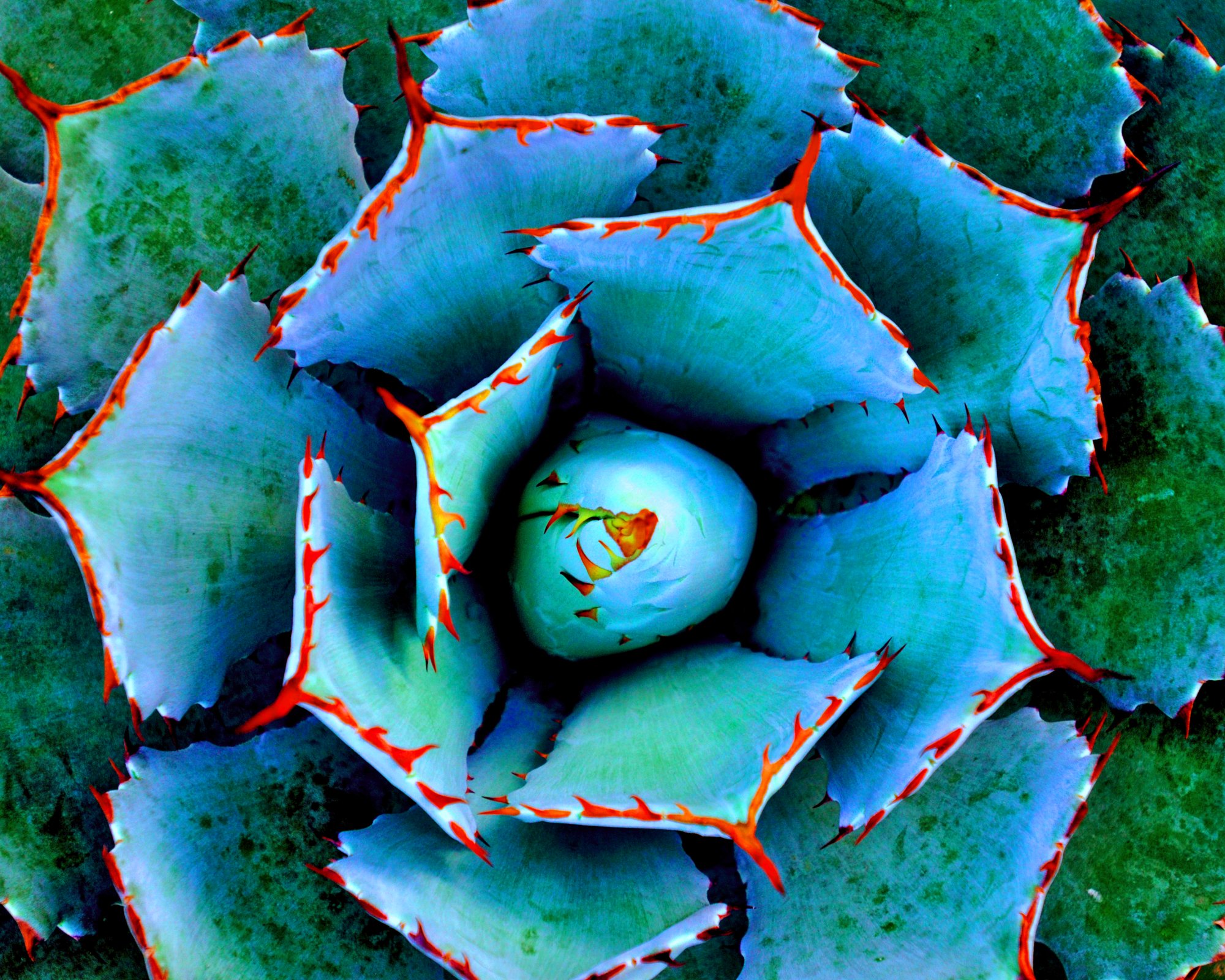 In zahlreichen botanischen Gärten können Sie die Flora Asiens bewundern.