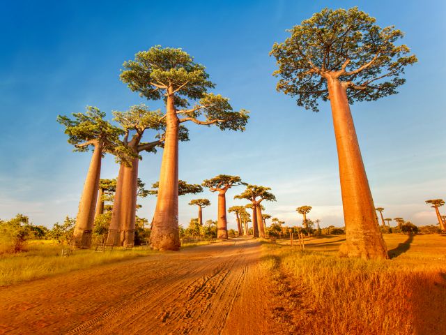 Baobab trees along the rural road at sunny day