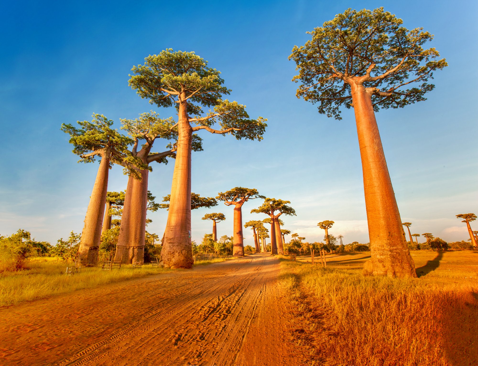 Baobab trees along the rural road at sunny day