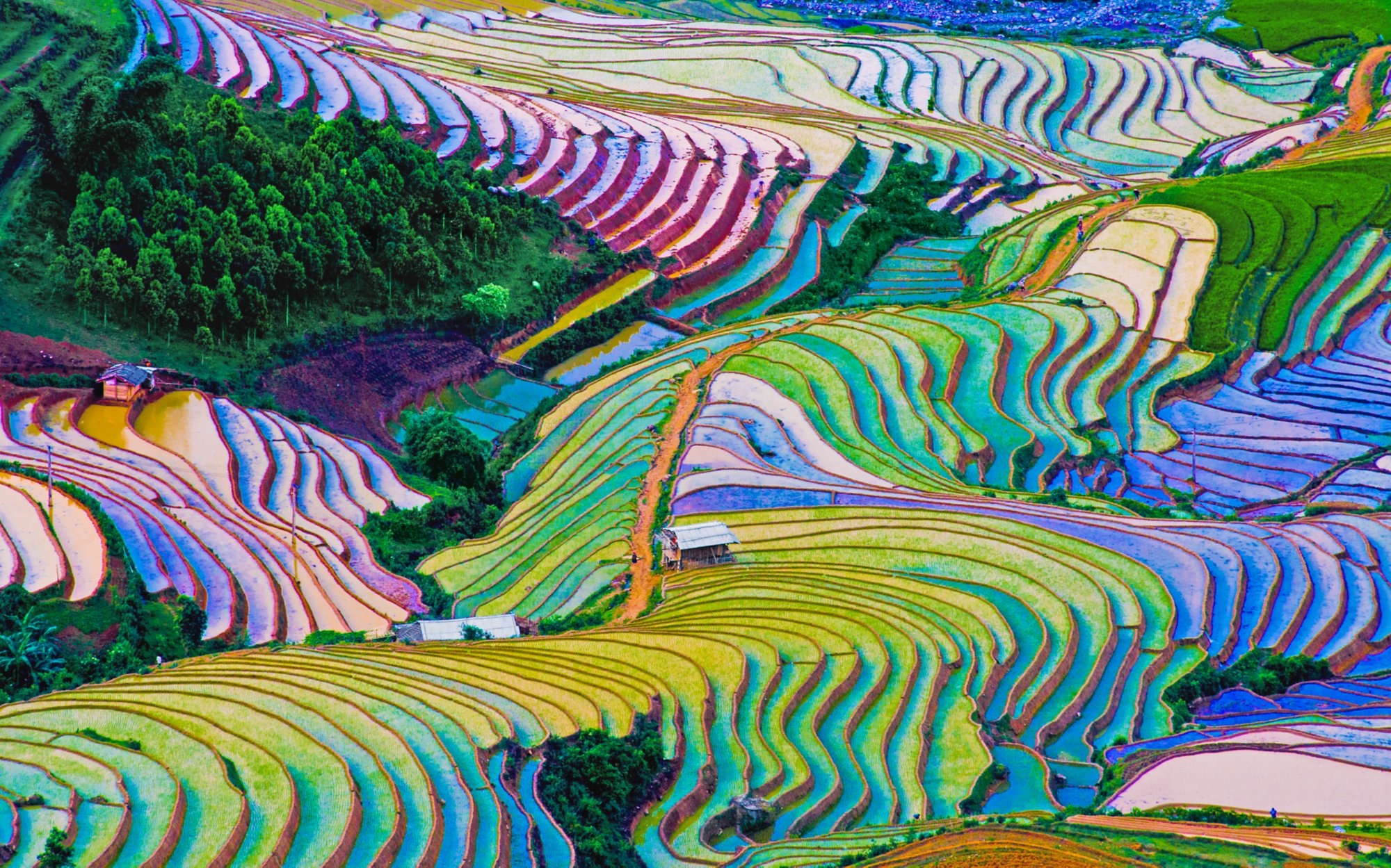 Colorful terraced rice field in water season.