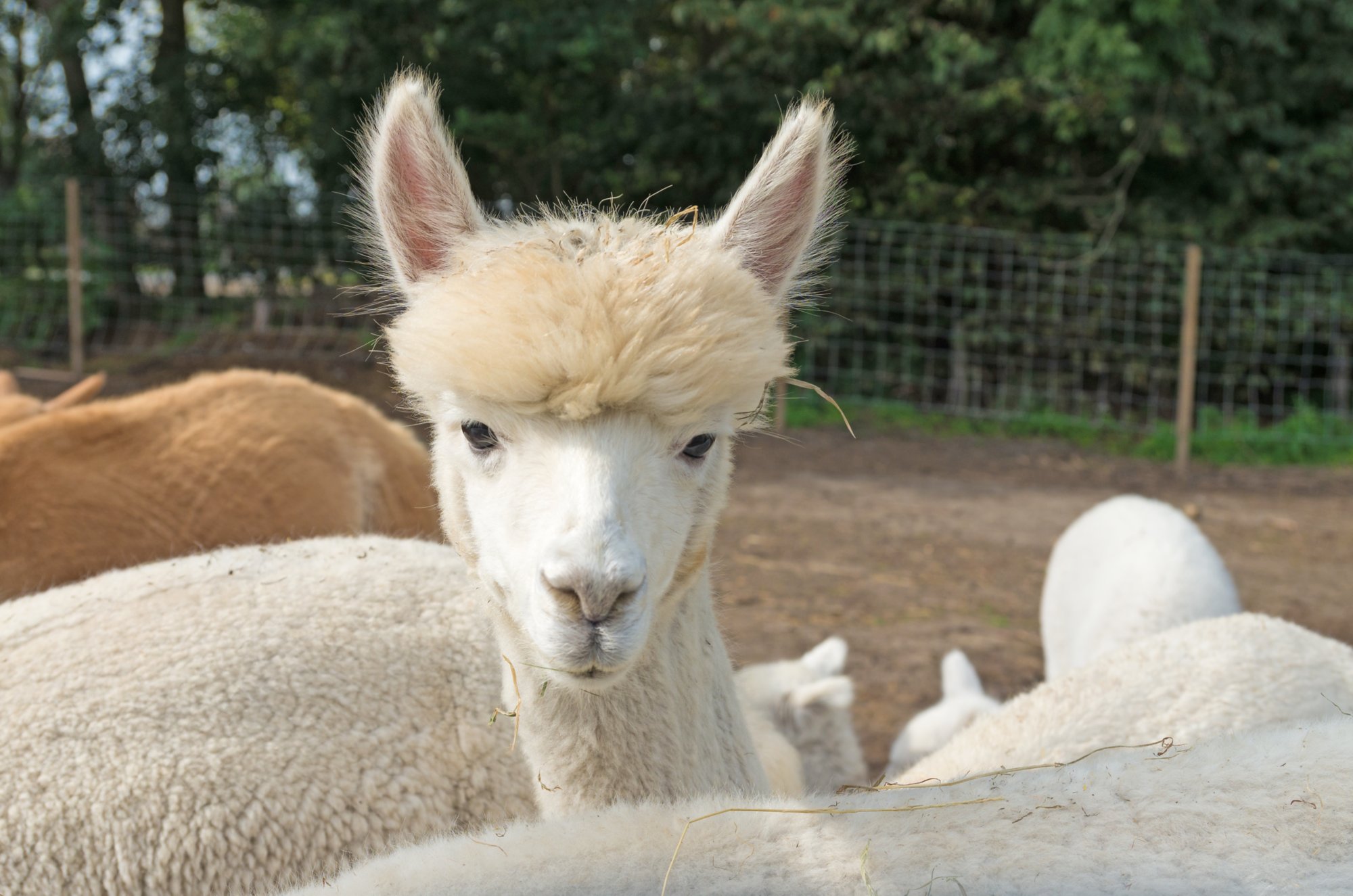 curious white alpaca in captivity