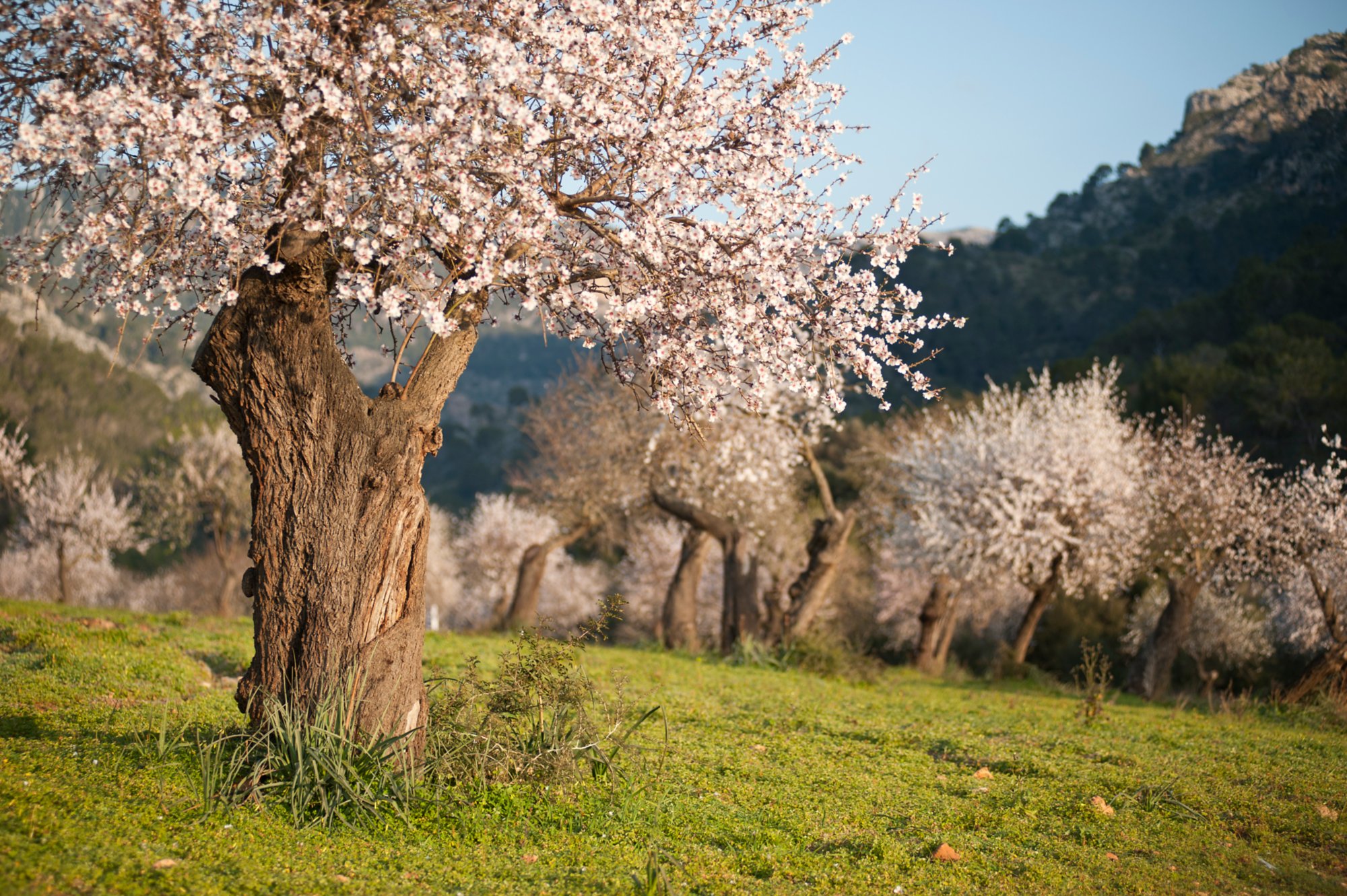 Almond tree field in Majorca, Balearic Islands, Spain.