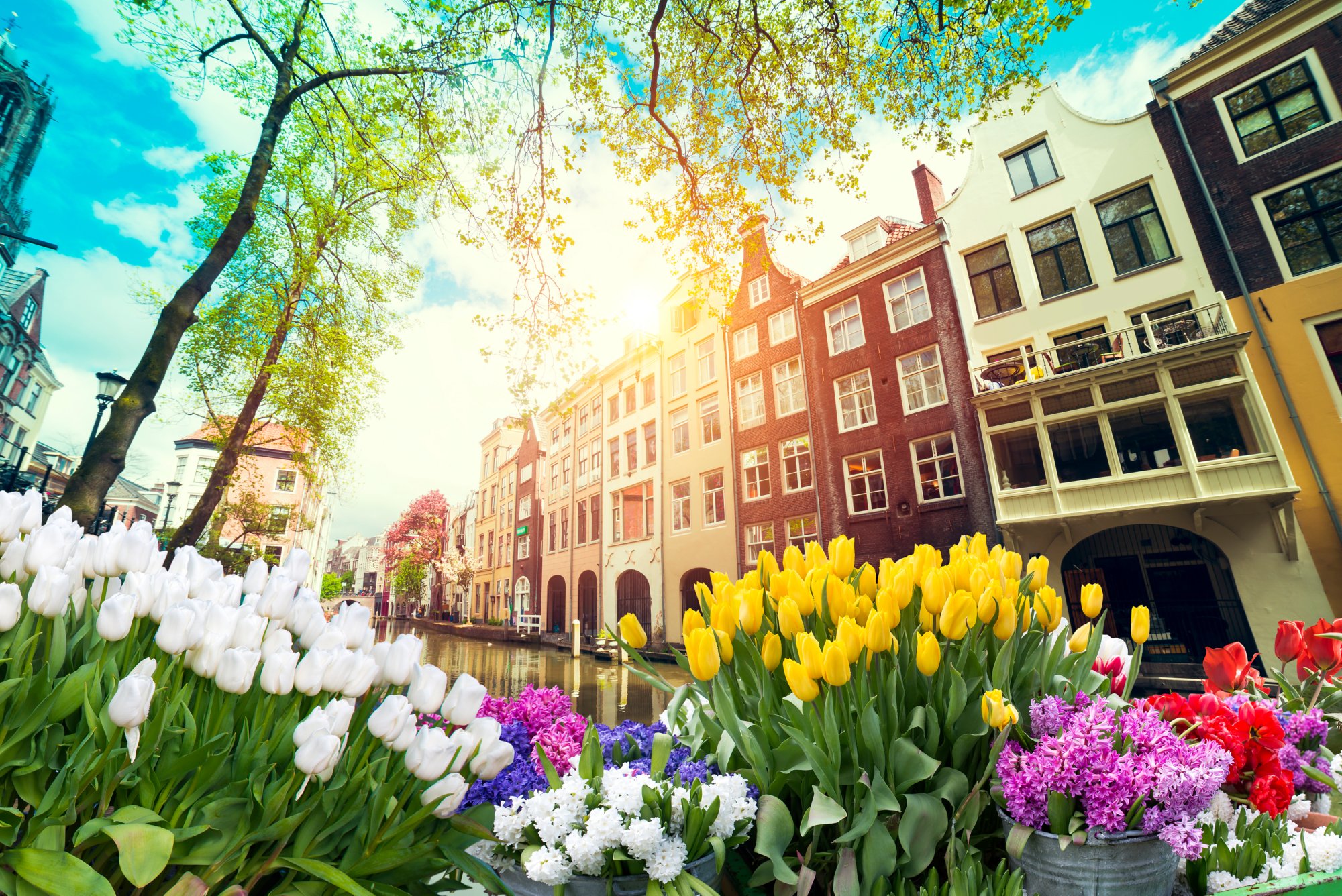 traditional Netherlands Holland dutch scenery with one typical windmill and tulips, Netherlands countryside.