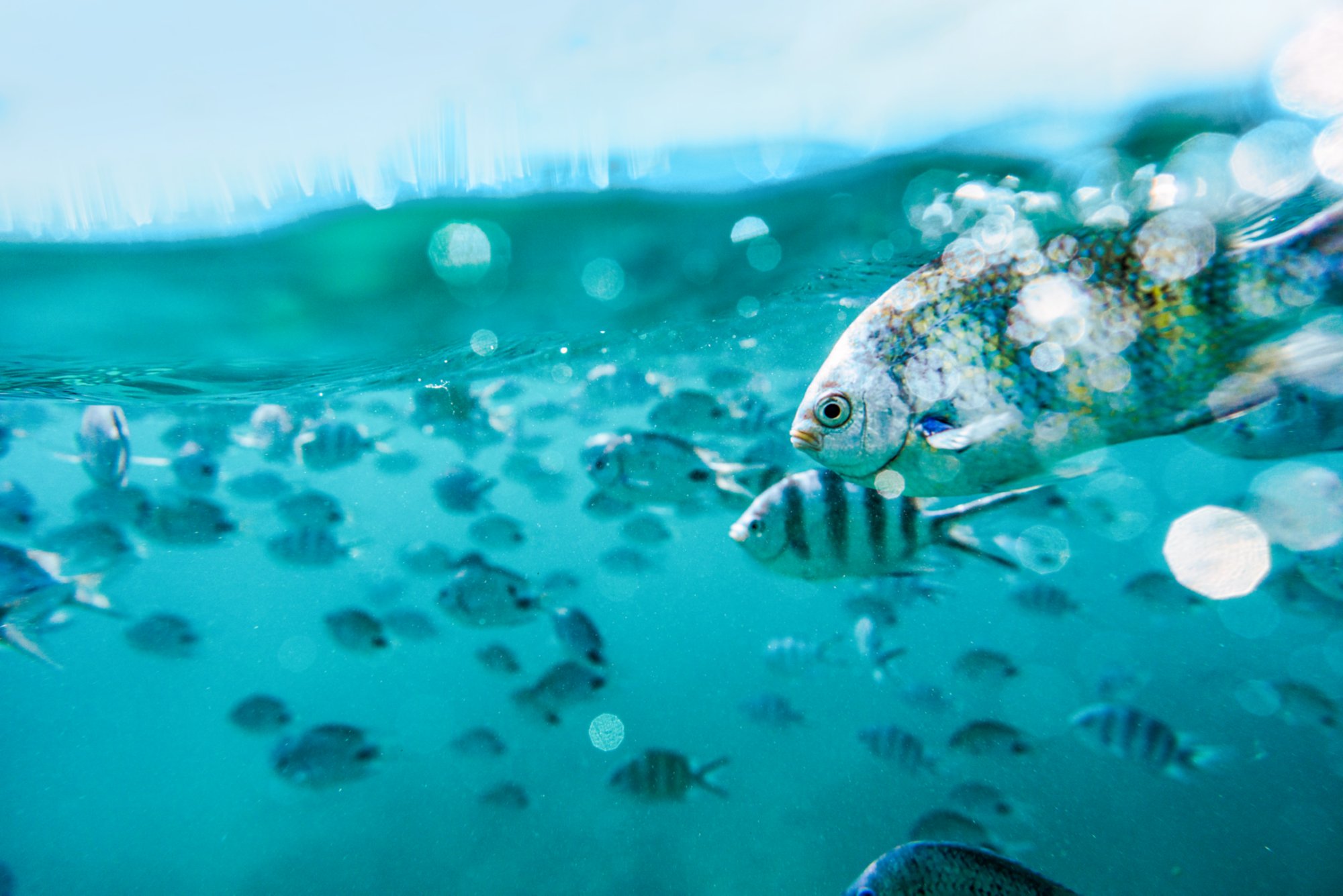 Fische schwimmen unter der Wasseroberfläche