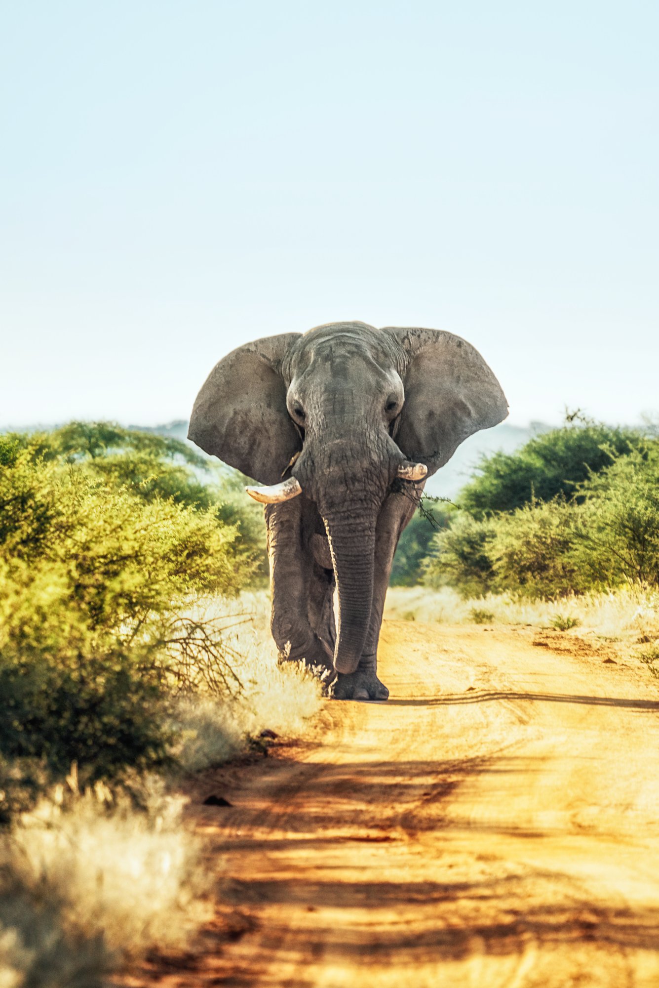 Elefant im Etosha-Nationalpark