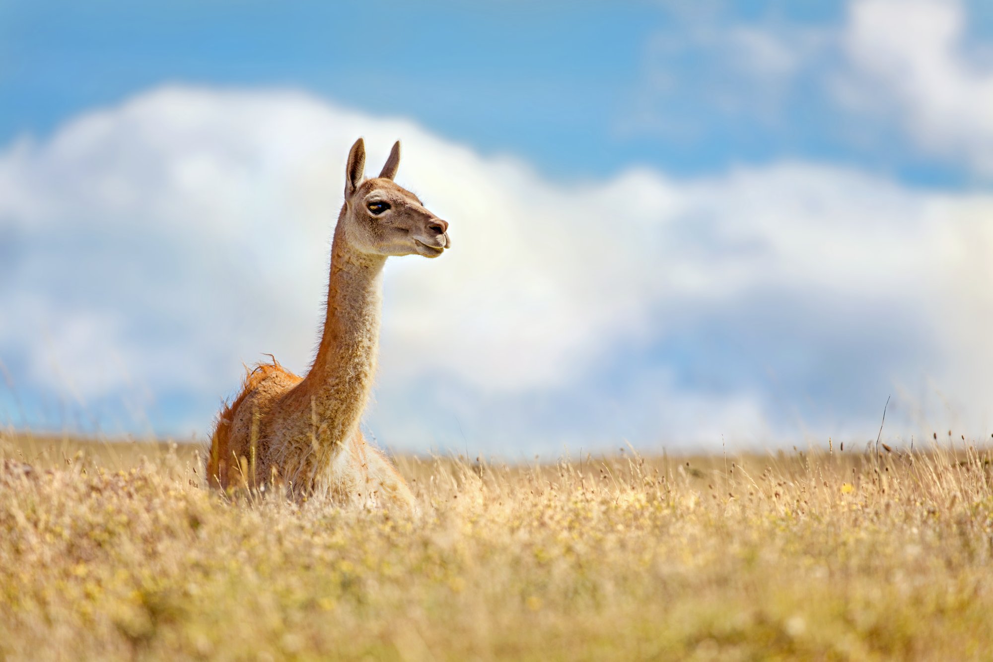 A young Guanaco lying in the Pampas Plaines of Chilean Patagonia, Torres Del Paine