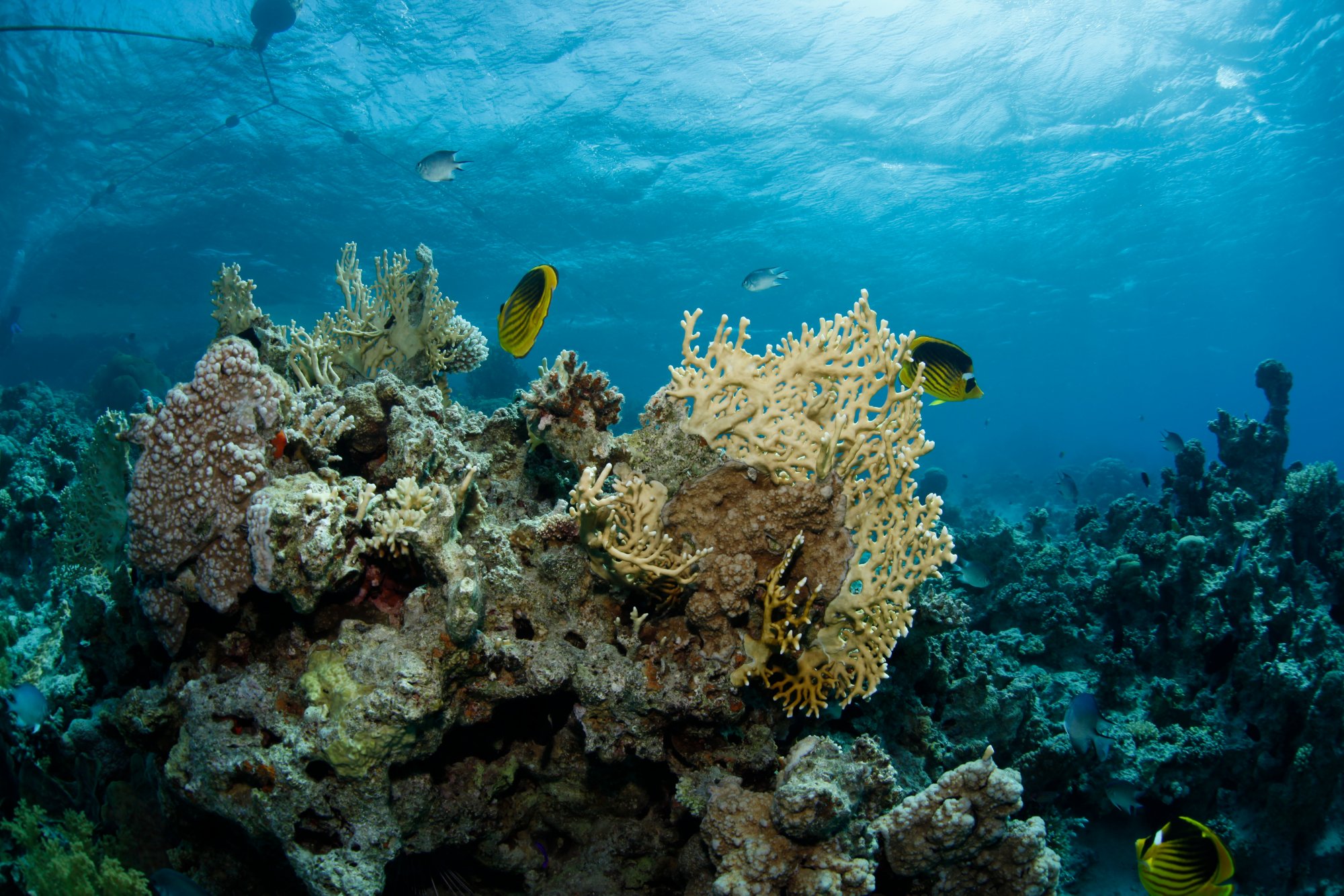 Beautiful underwater scene of fishes swimming 