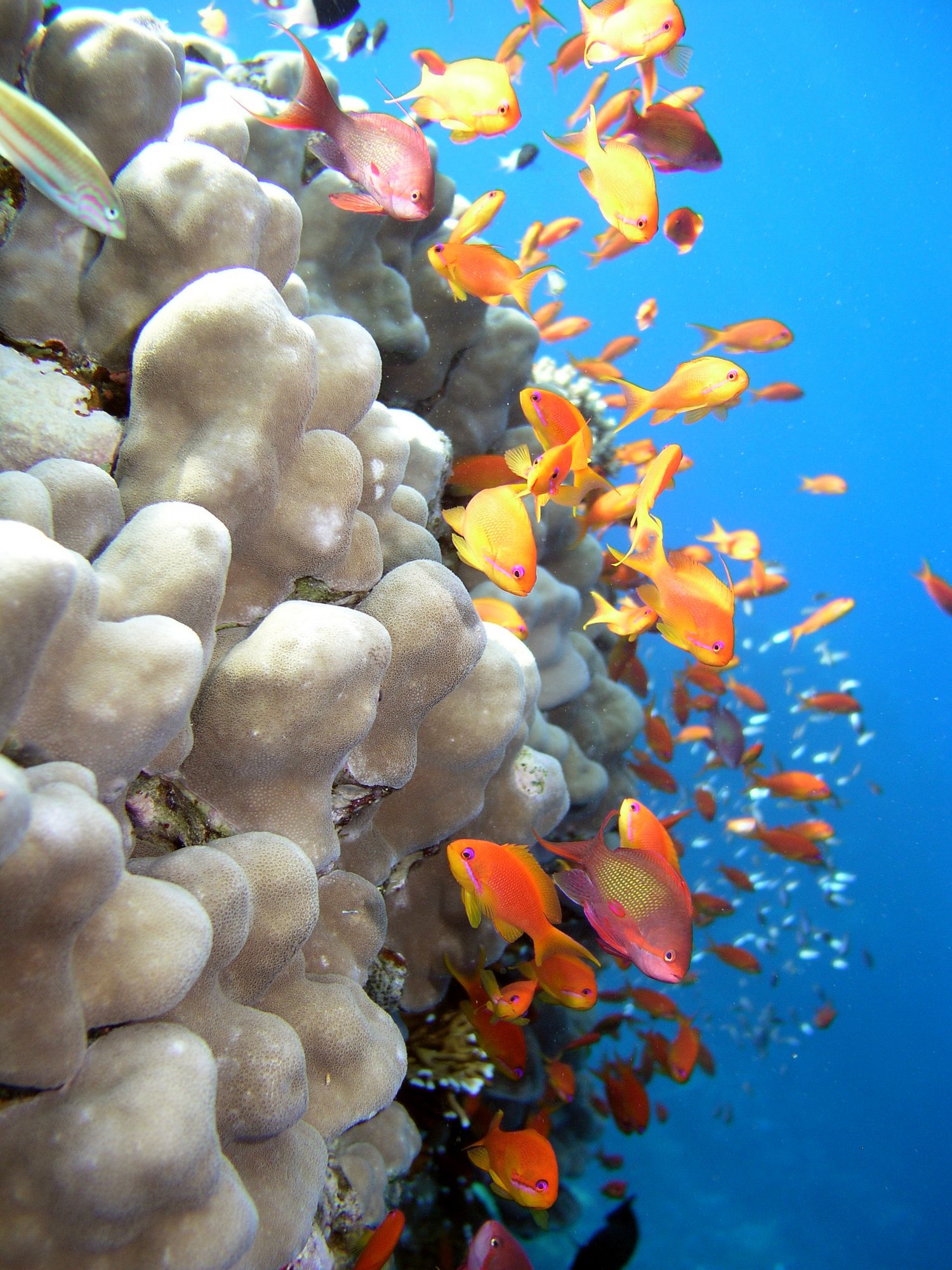 Great Astrolabe Reef