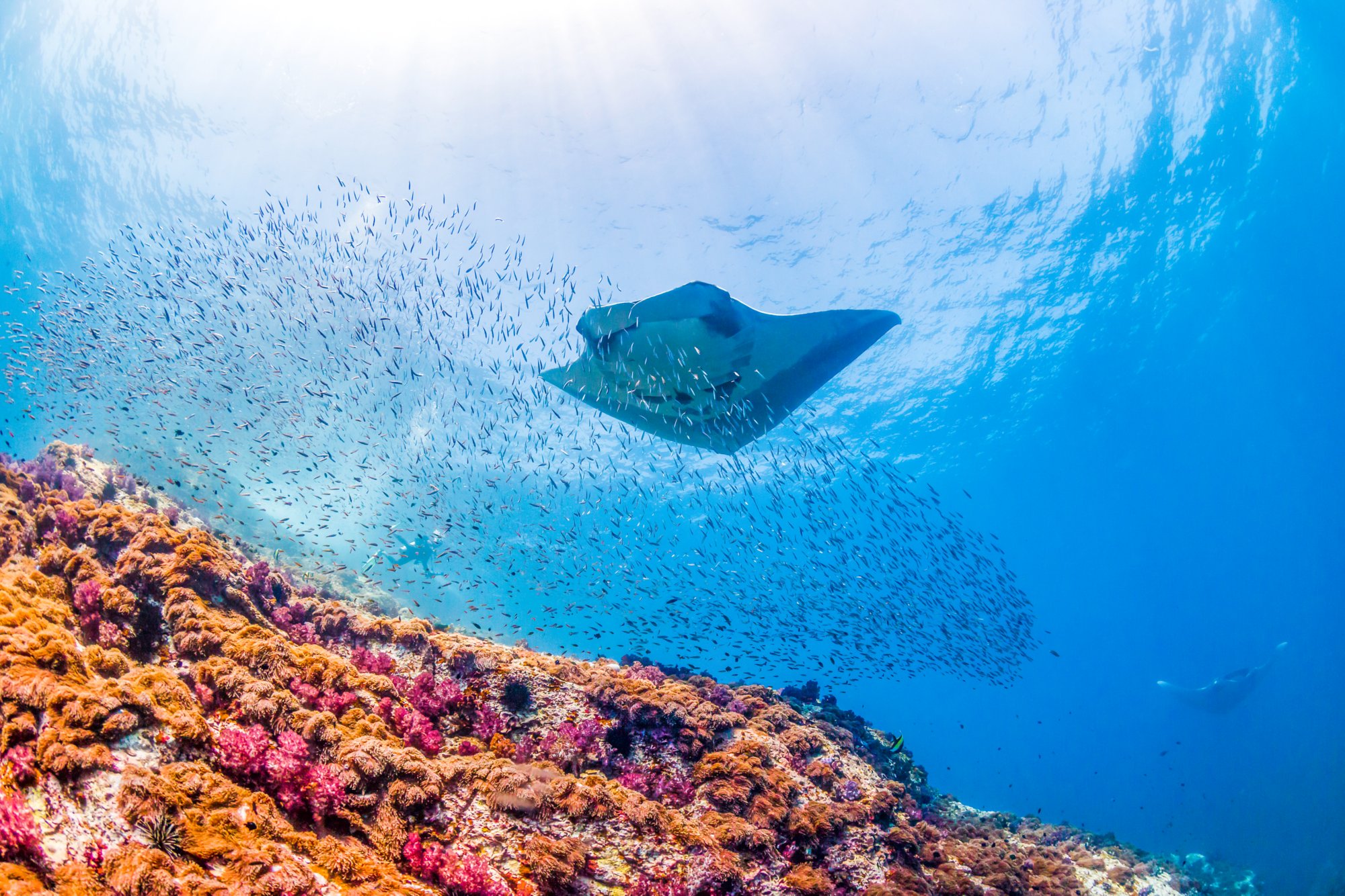 Multiple huge Oceanic Manta Rays swimming over a tropical coral reef