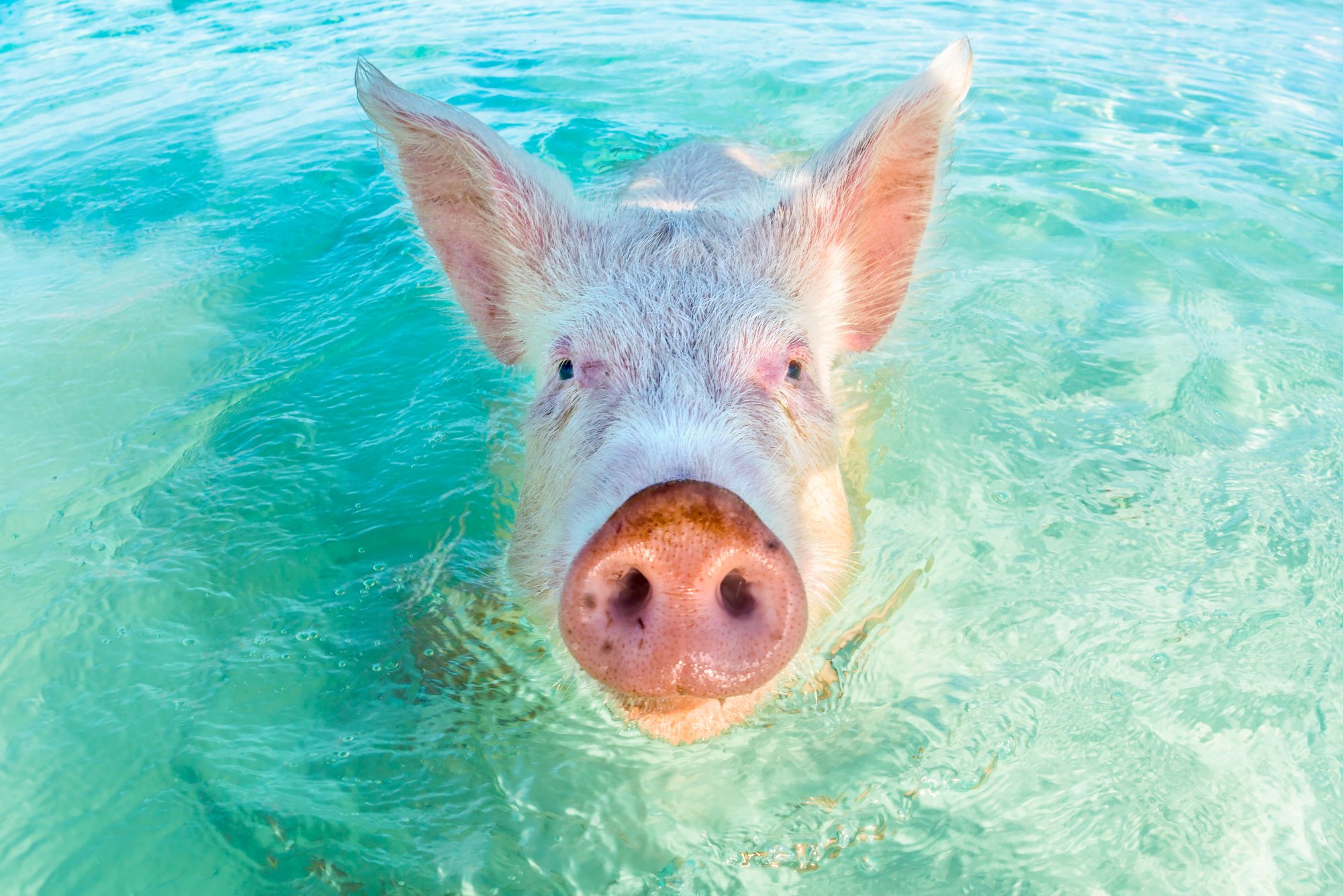 Schwimmendes Schwein auf den Bahamas