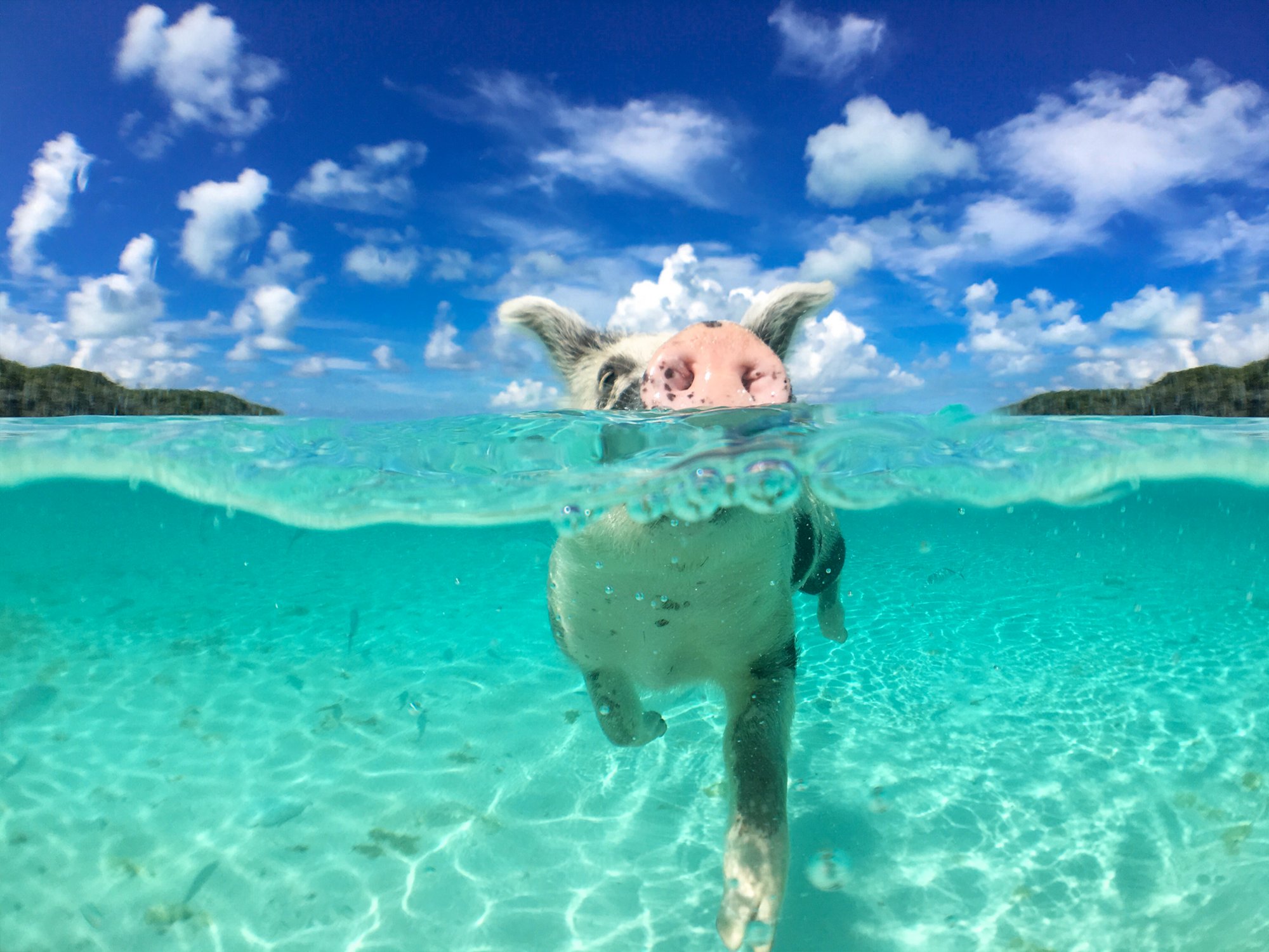 Schwimmendes Schwein auf den Bahamas