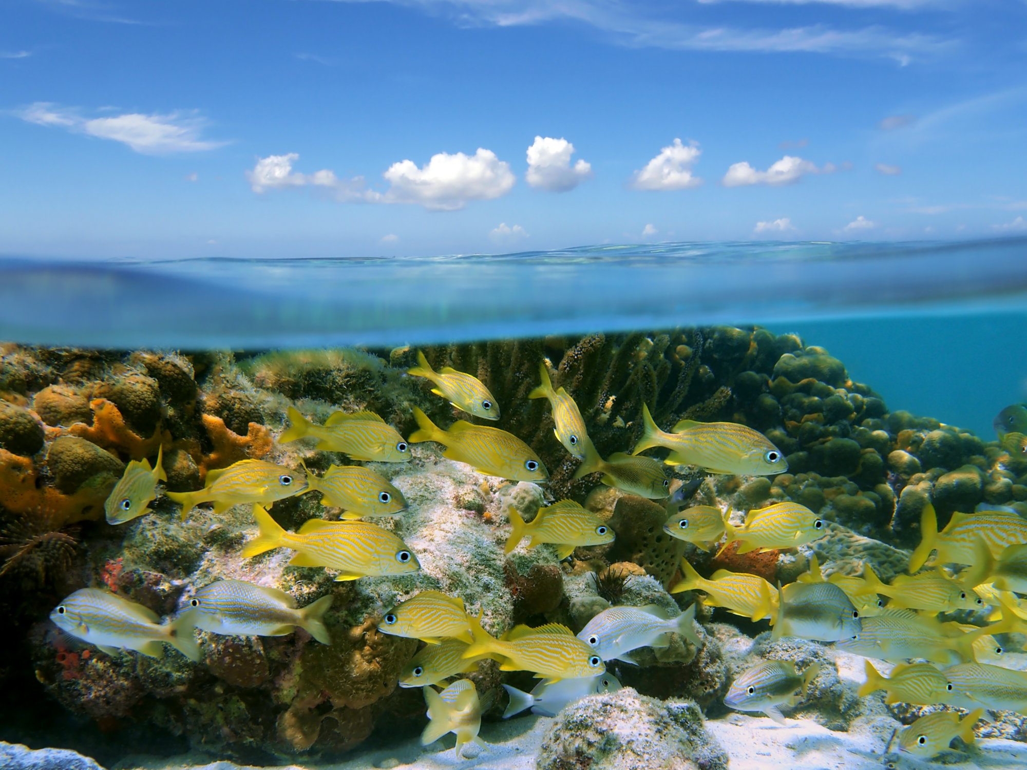 Blick unter Wasser auf einen Fischschwarm 