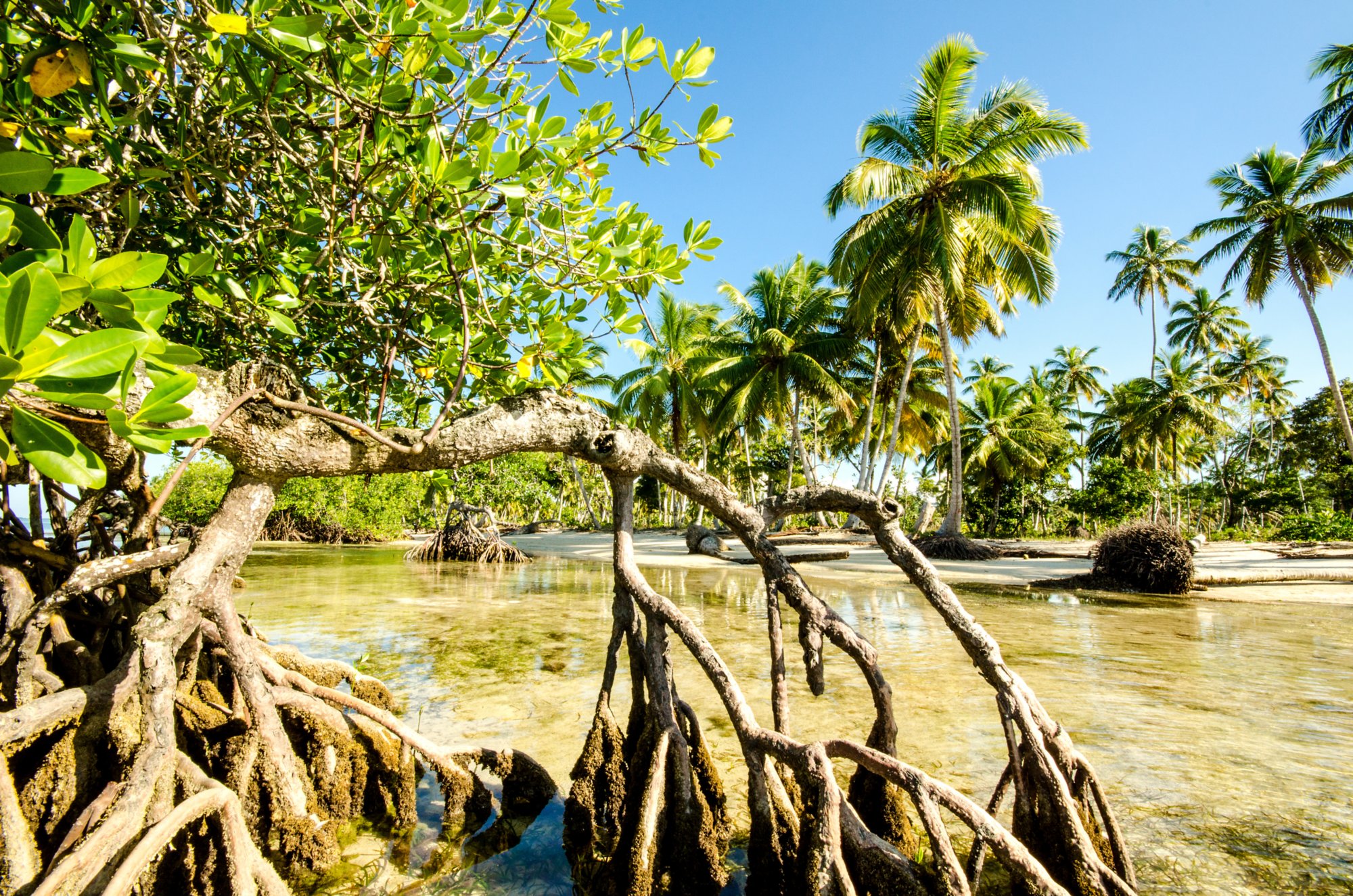 Karibik pur: Mangroven an Karibischem Strand