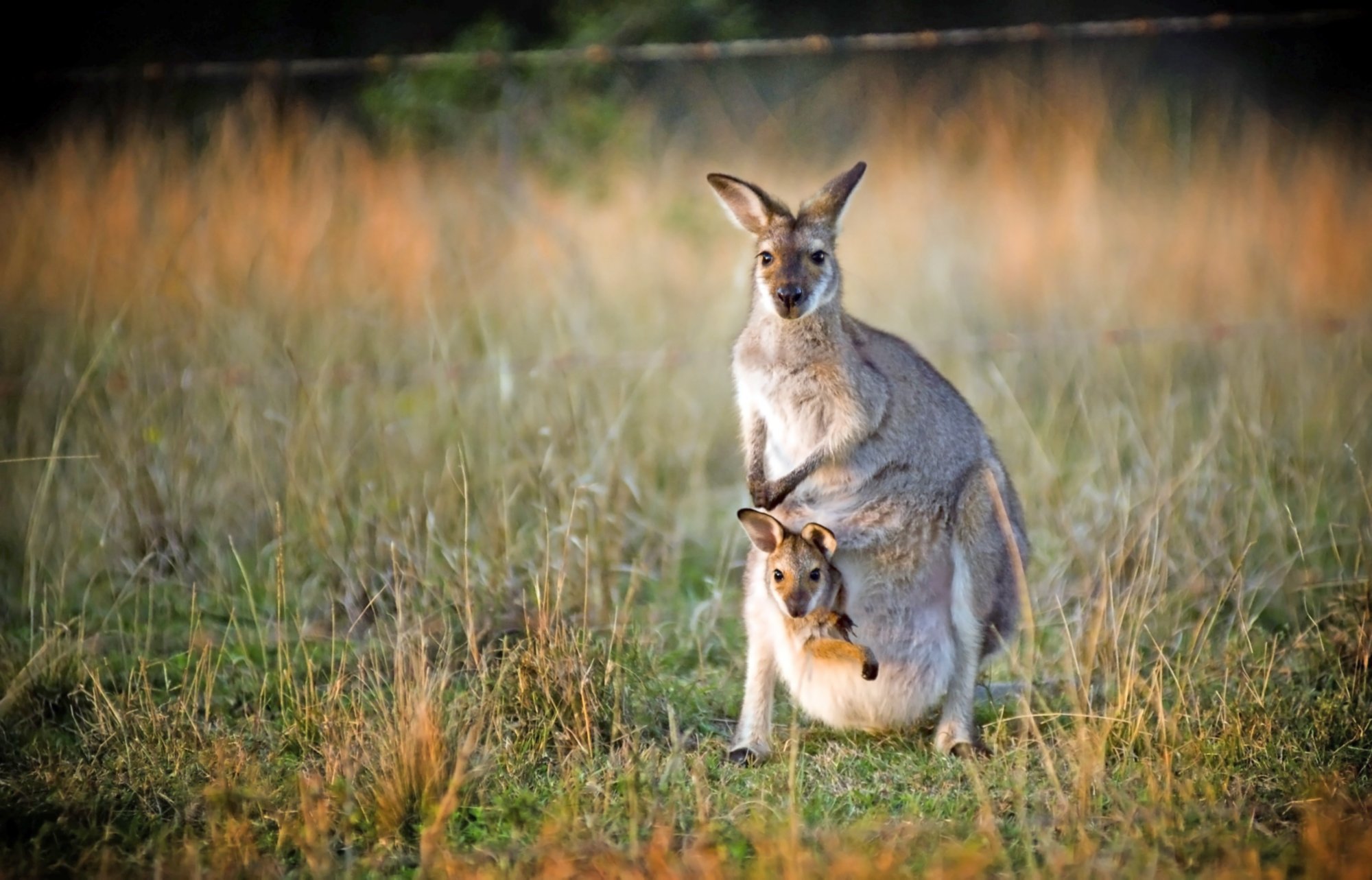 Kängurus auf Kangaroo Island