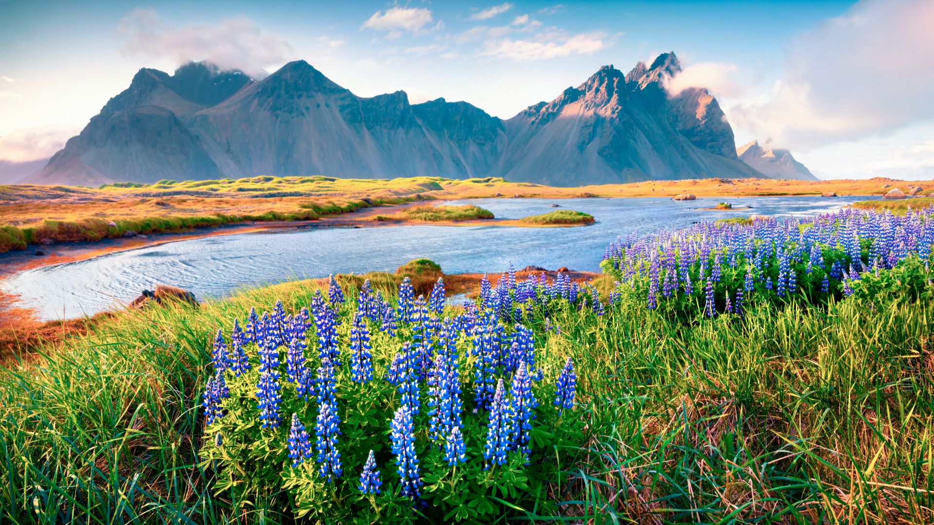 Blooming lupine flowers on the Stokksnes headland. Colorful summer panorama of the southeastern Icelandic coast with Vestrahorn (Batman Mountain). Iceland, Europe. Artistic style post processed.; Shutterstock ID 536669809; Kunde (Pflichtfeld): AIDA Cruises; Projekt (Pflichtfeld): 17616; Bestellername (Optional): ; Sonstige Informationen (Optional): 