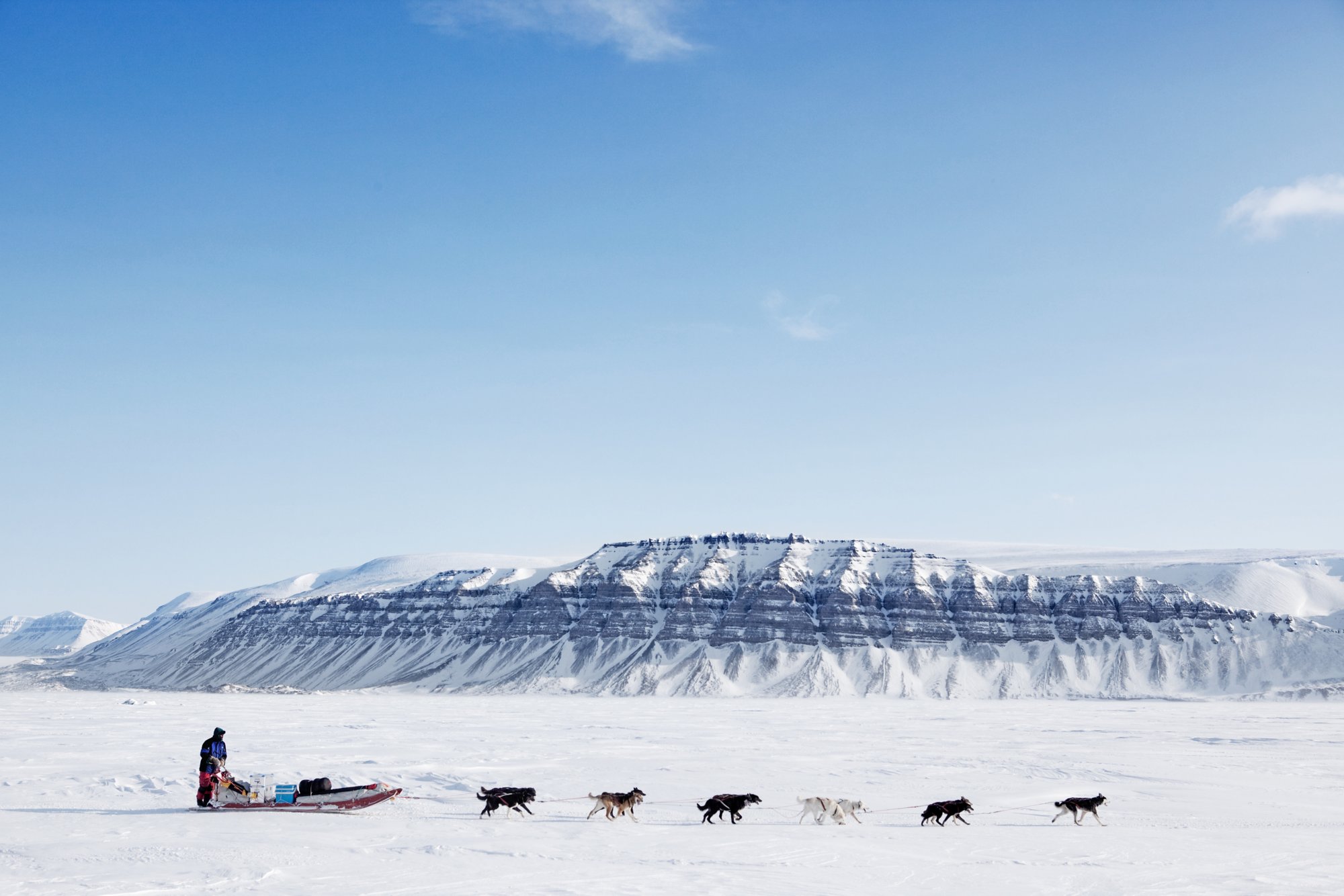 A dog sled running on a barren winter landscape