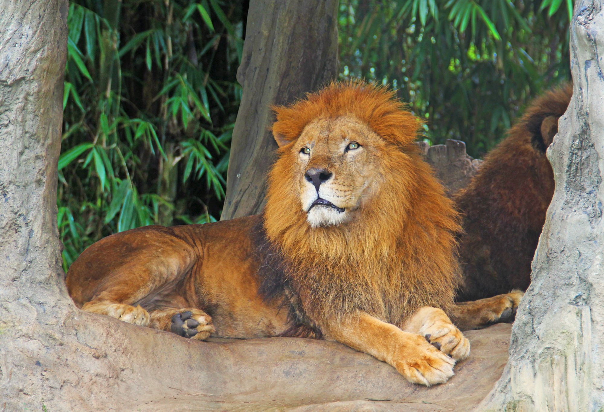 Lion resting on a tree