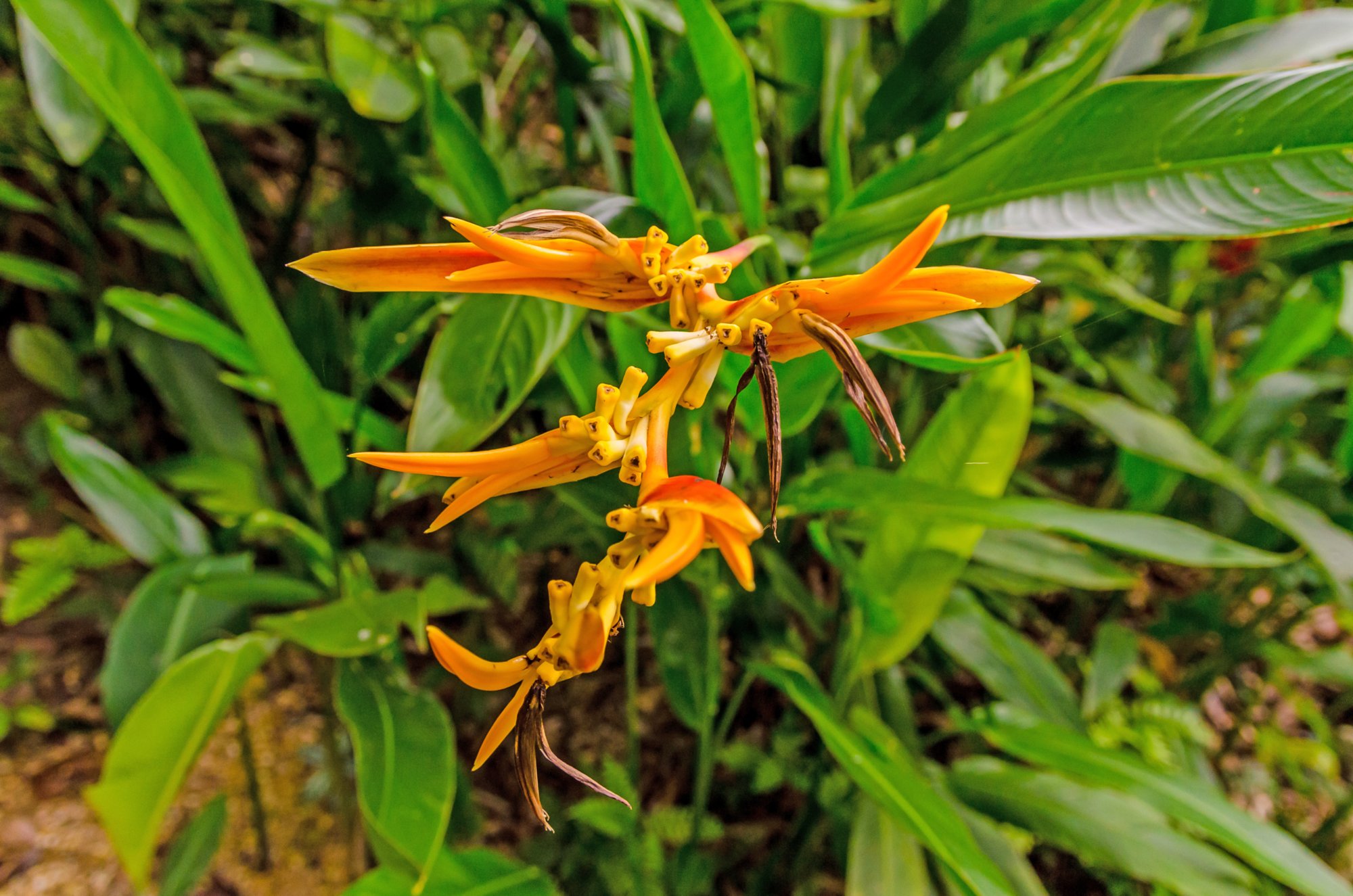 Penang National Park