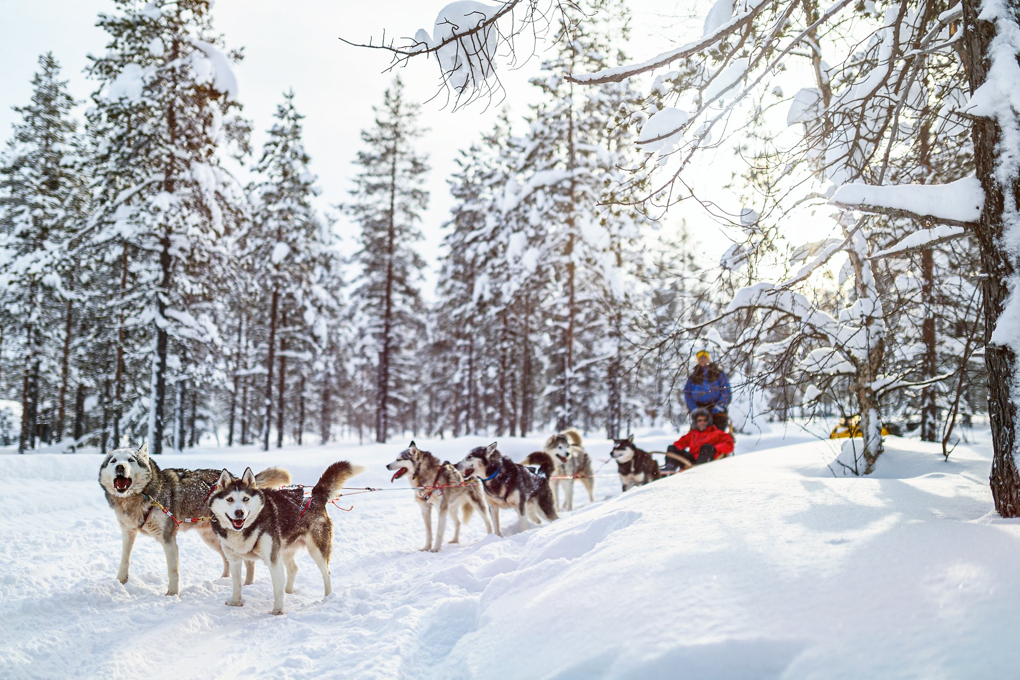 Sledding with husky dogs in Lapland Finland