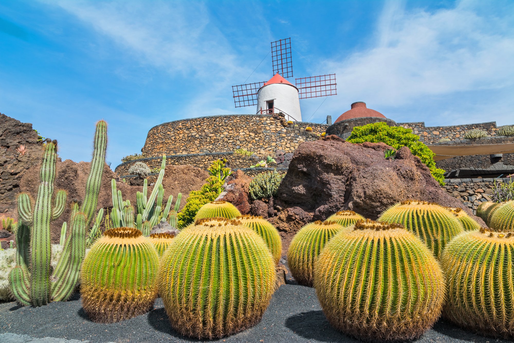 Kakteen und Windmühle auf Lanzarote